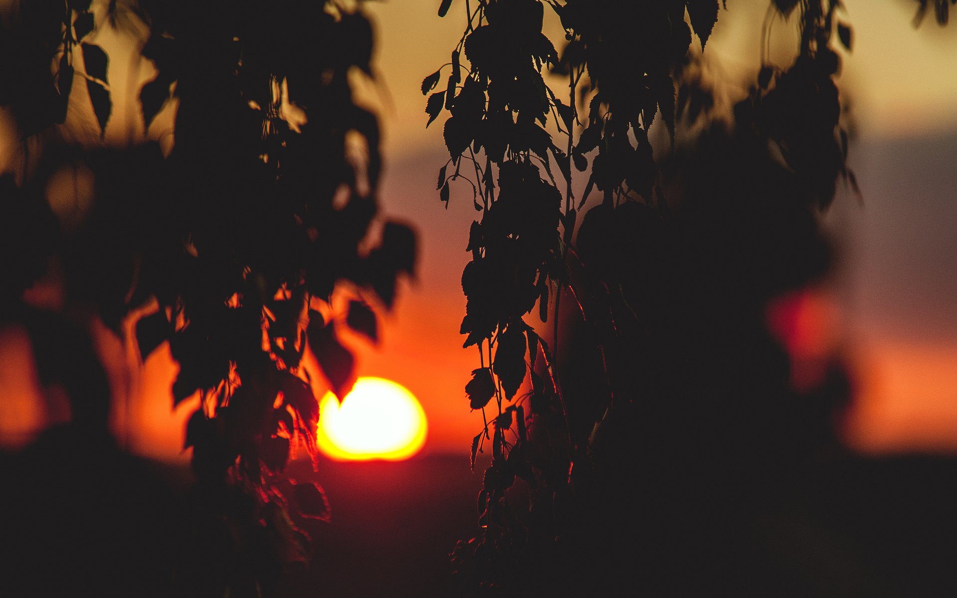 soleil coucher de soleil feuillage branches humeur paysage