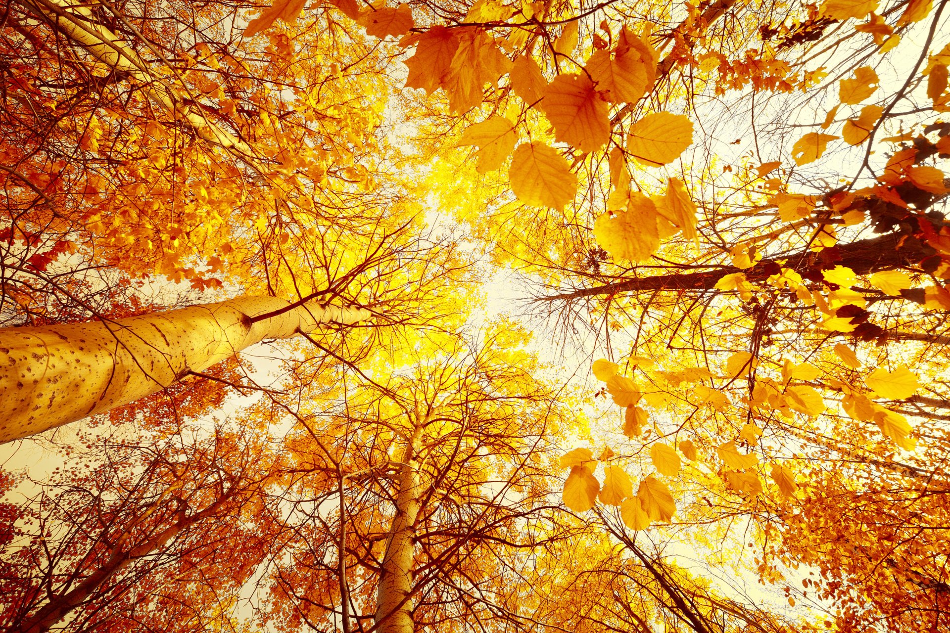 automne arbres de bas en haut feuilles jaune forêt soleil ciel paysage