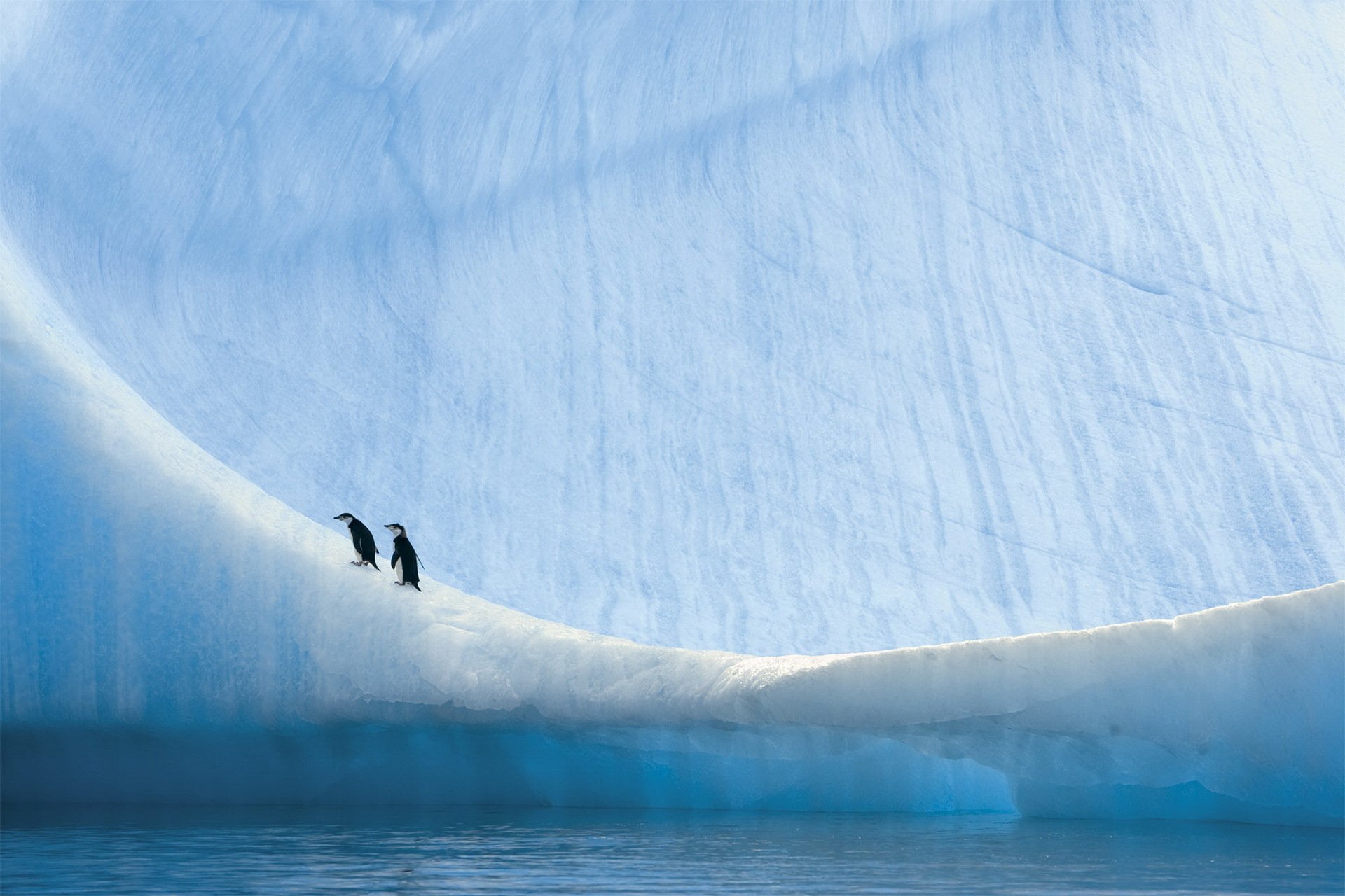 antartico pinguini natura