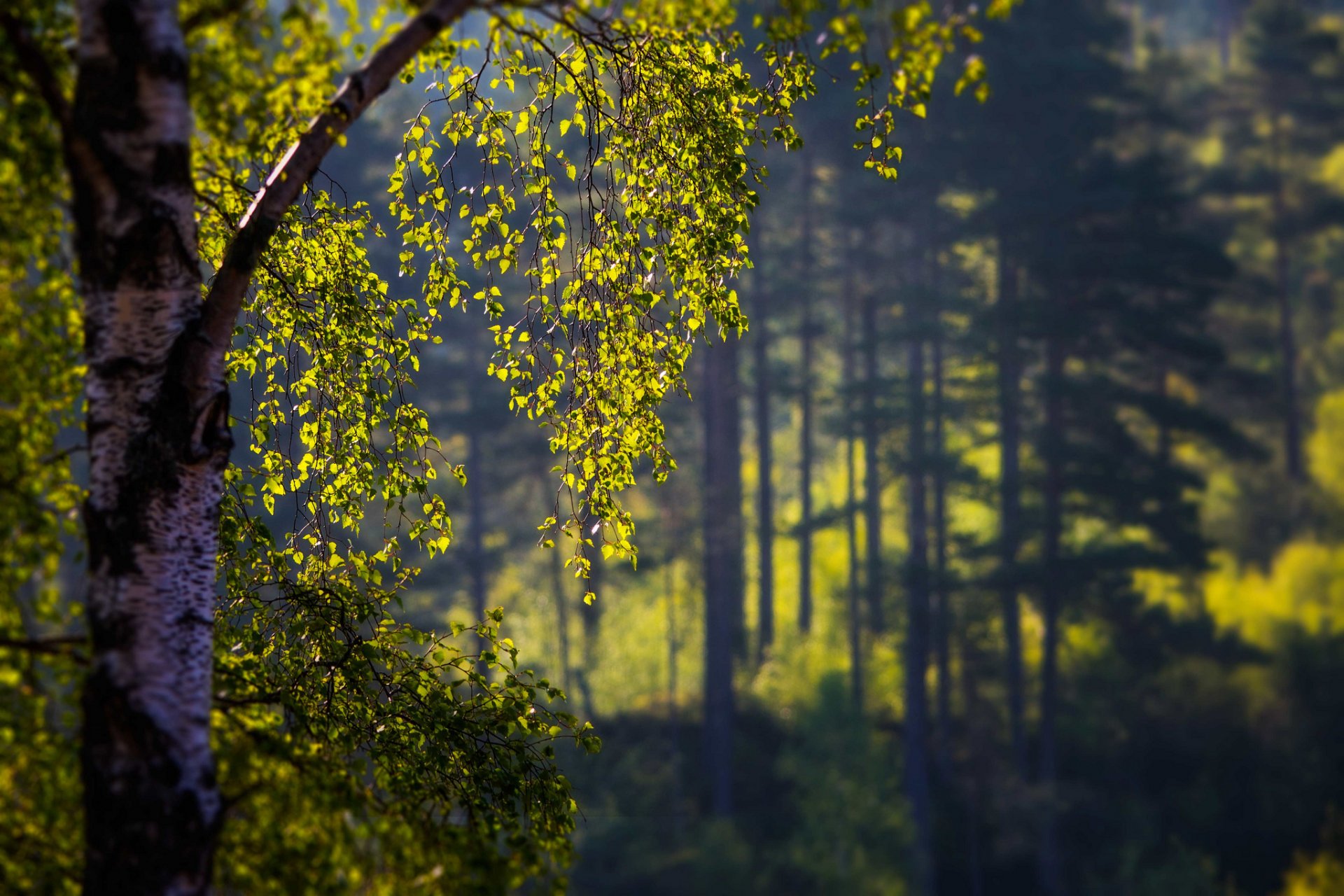 baum blätter unschärfe