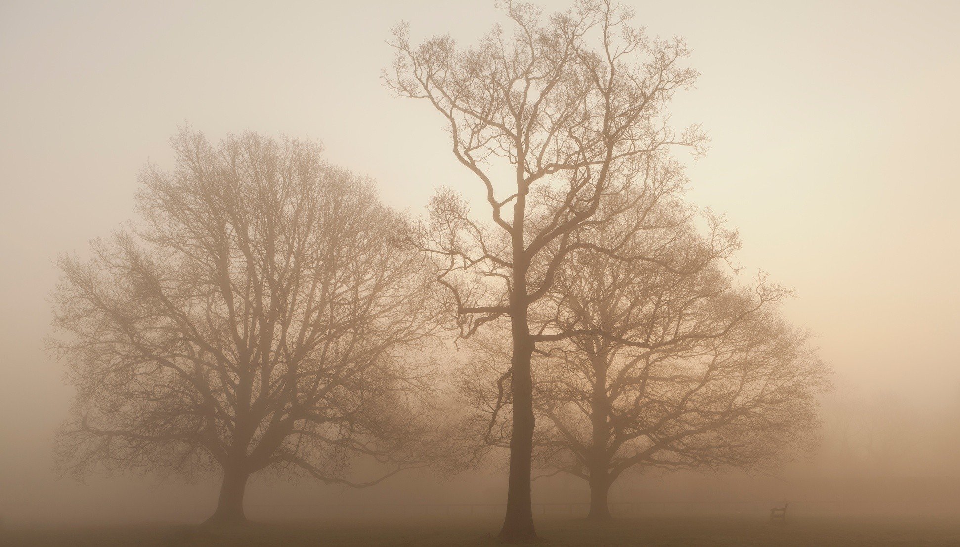 bäume nebel gras bank bank herbst