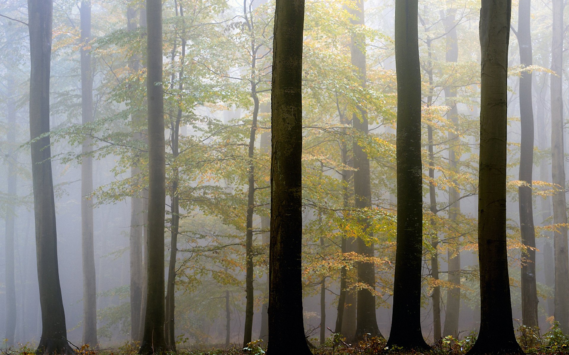 autumn tree fog