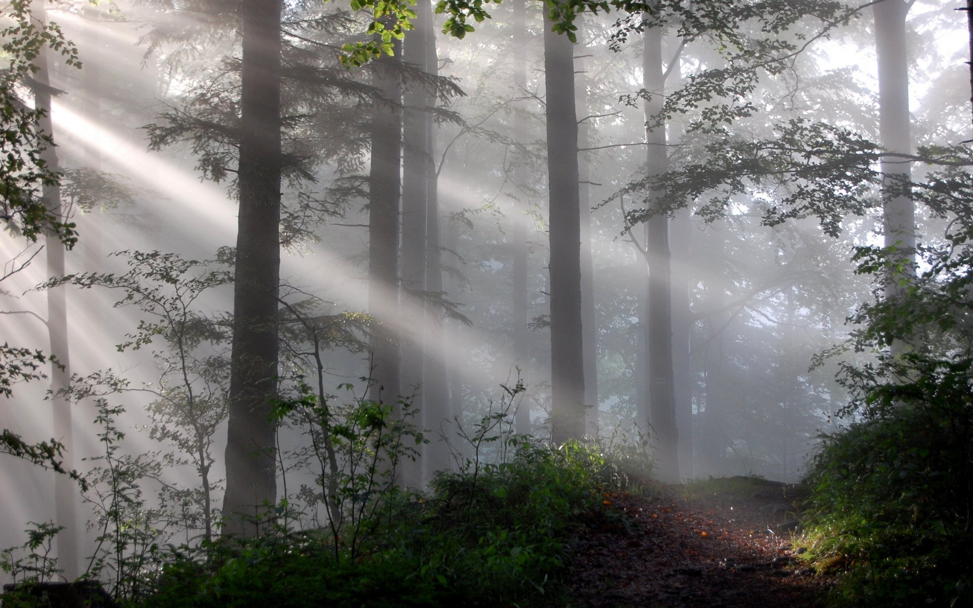 forêt brouillard lumière nature