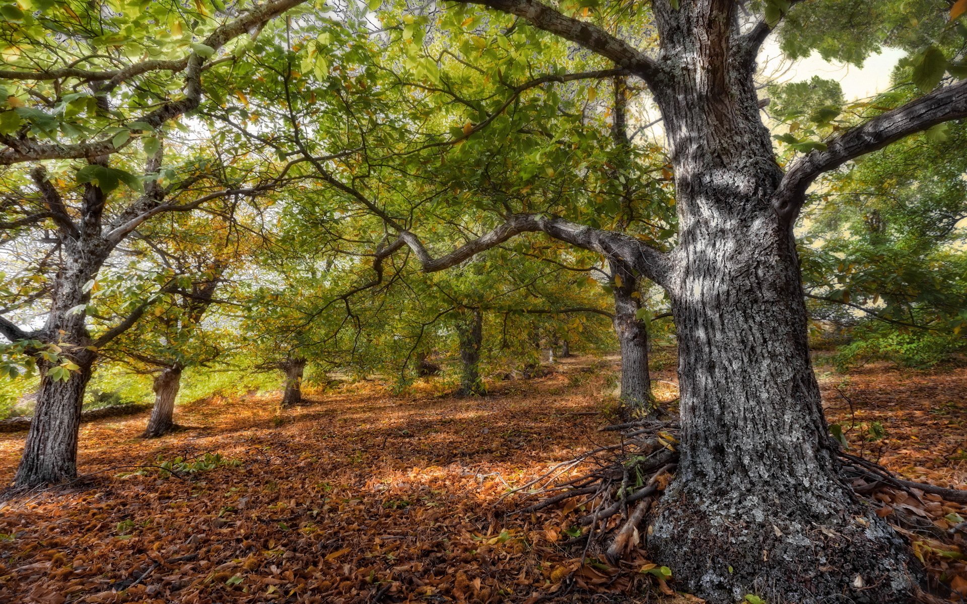 albero foglie foresta natura