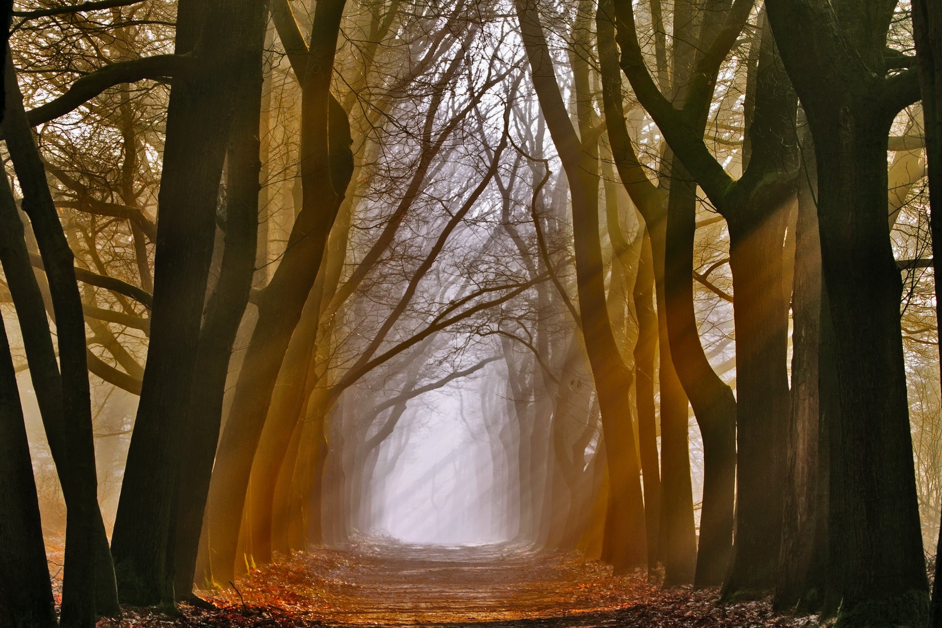 natur bäume licht strahlen gasse