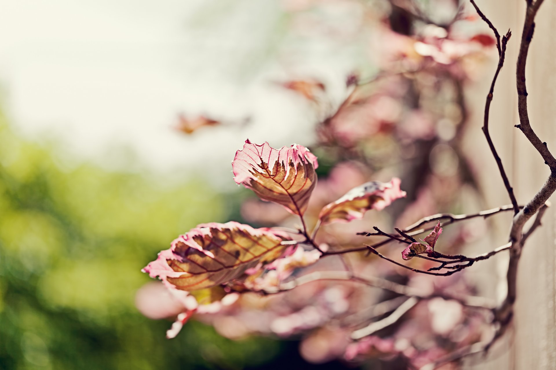 gałązka gałąź liście ostrość rozmycie bokeh natura