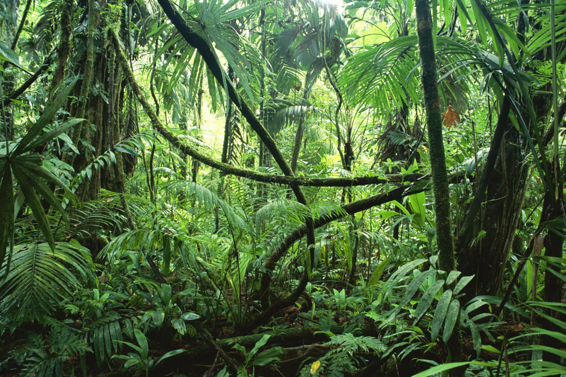 selva giungla foresta pluviale alberi rampicanti piante umidità natura