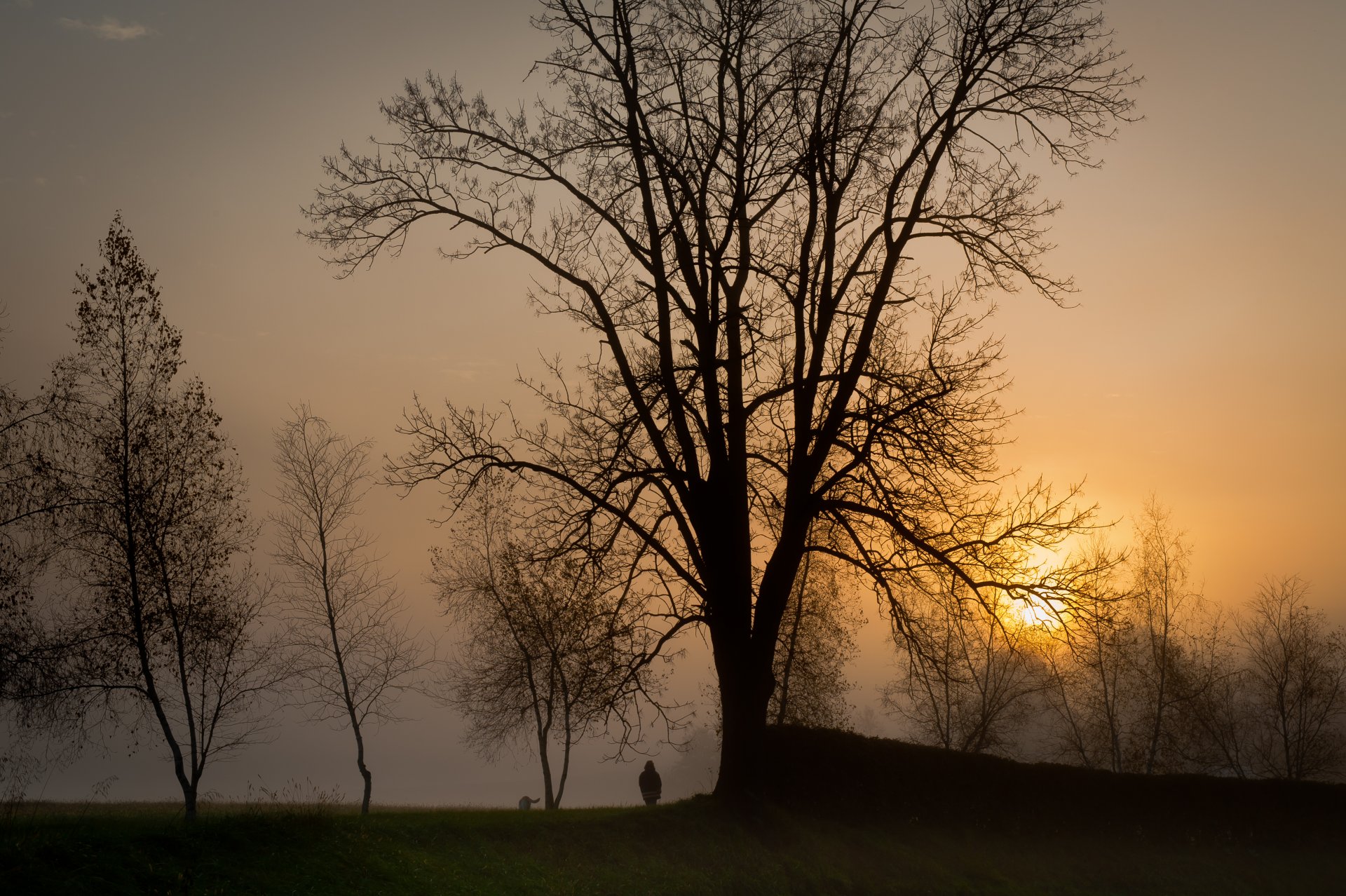 abend sonne sonnenuntergang bäume nebel spaziergang silhouetten mann hund