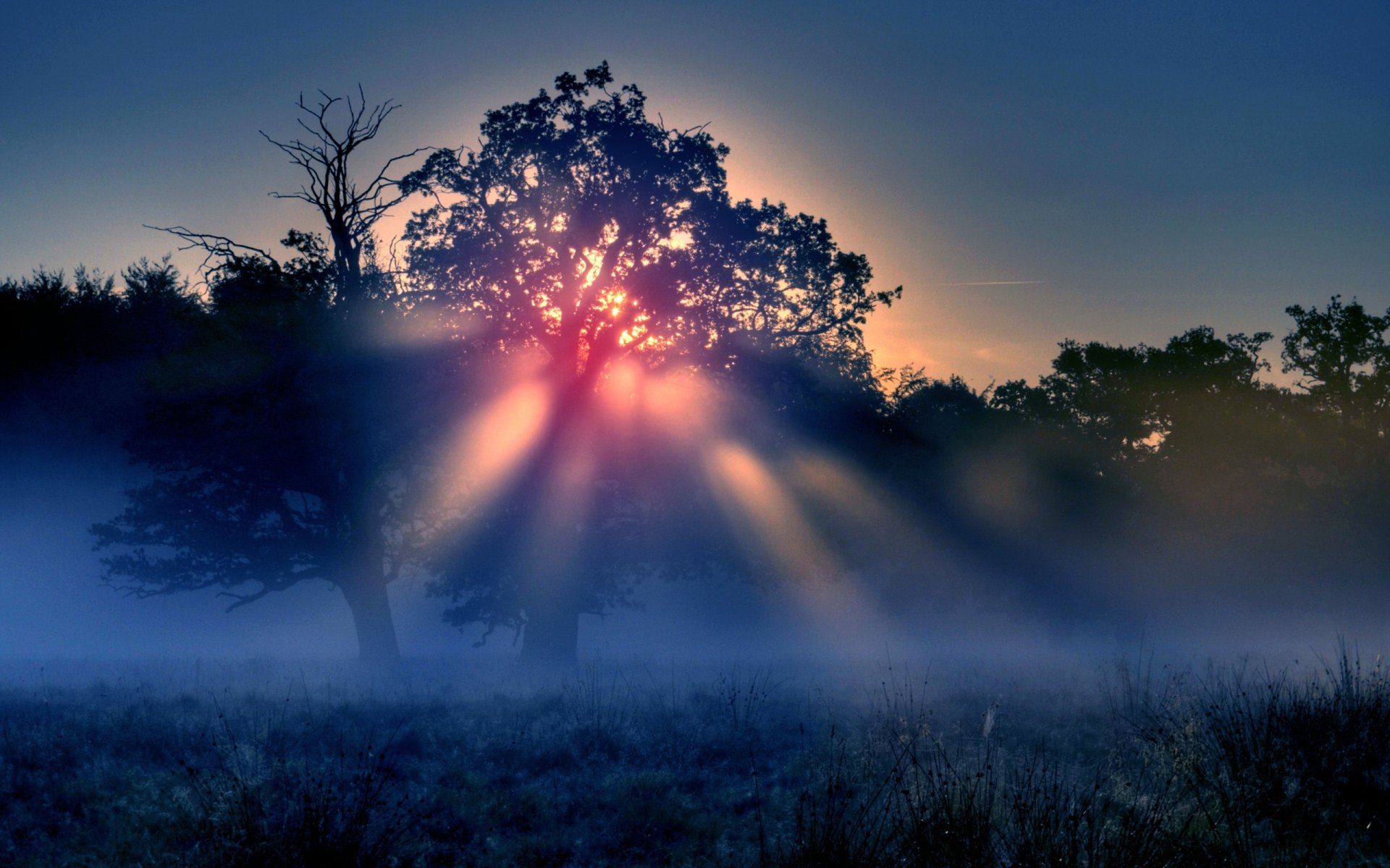 niebla de la mañana sol rayos árboles naturaleza