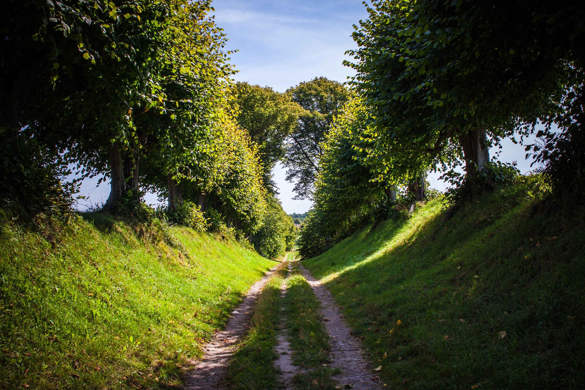 natur sommer straße bäume gras himmel