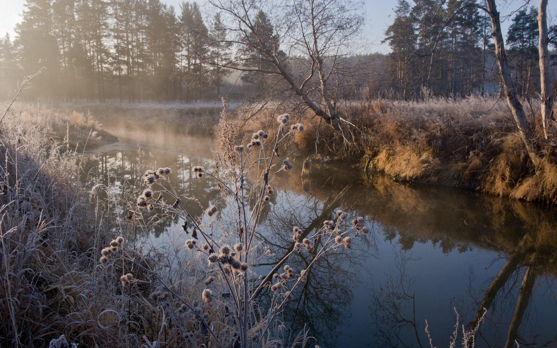 automne rivière herbes givre