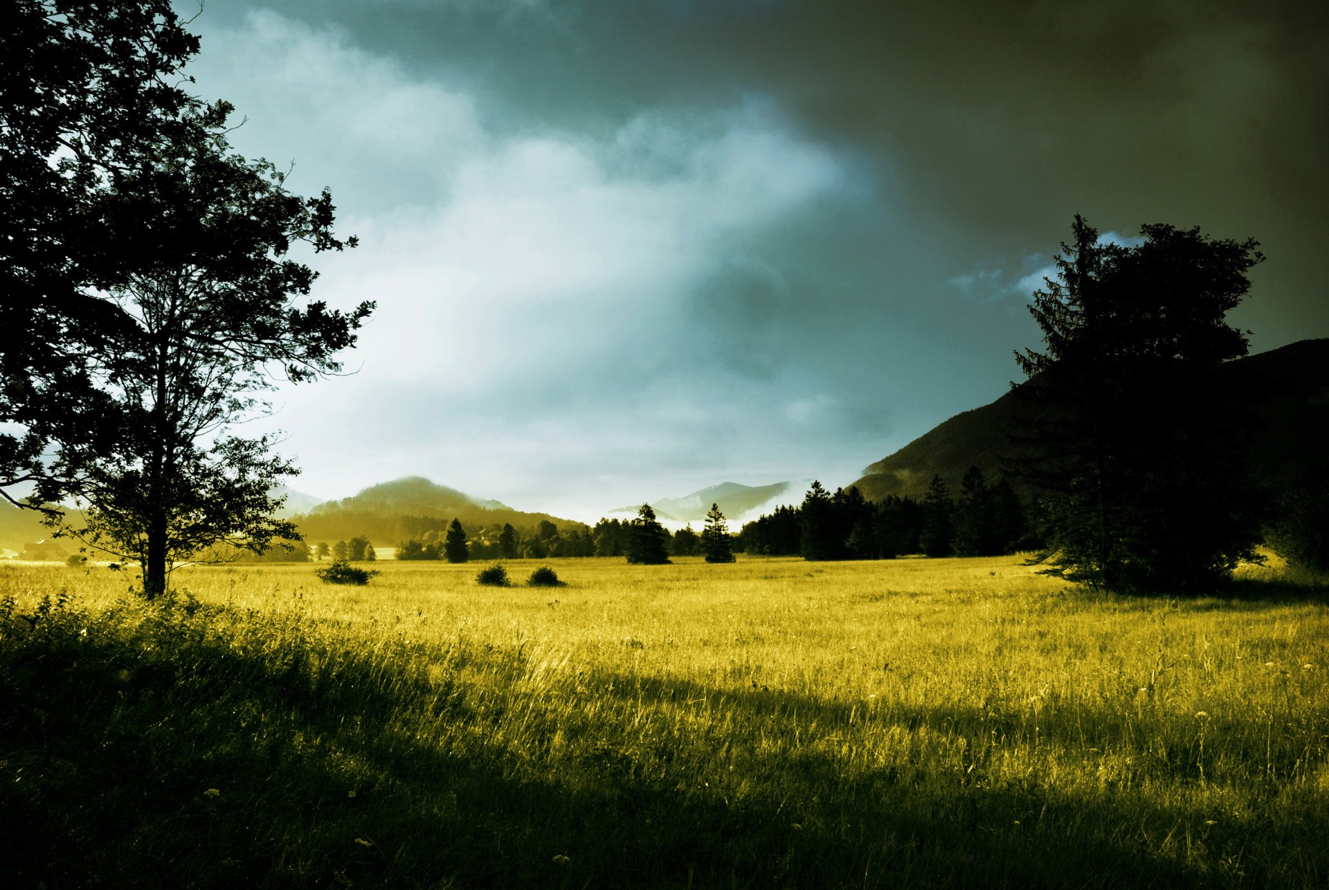 matin arbres rayons du soleil aube collines herbe