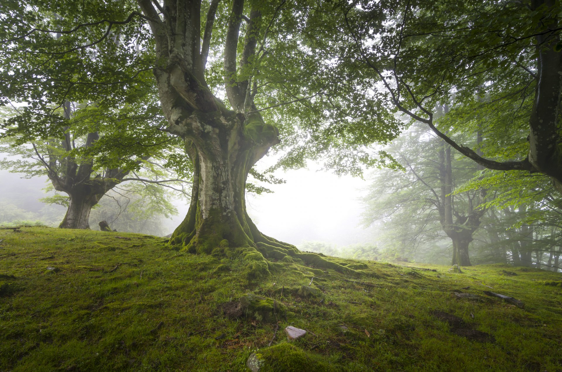 natura foresta gran bretagna foschia