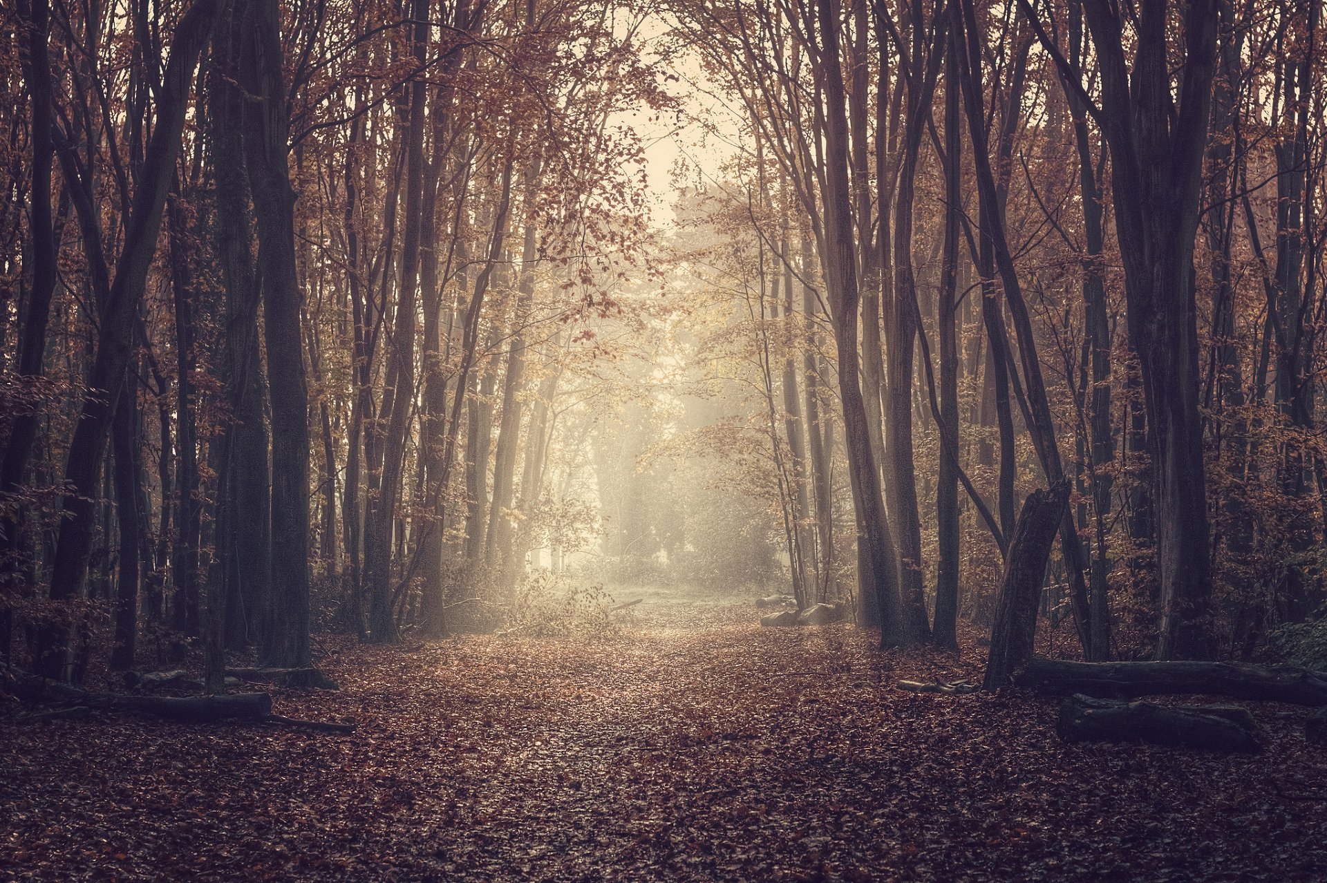 nature forest road foliage