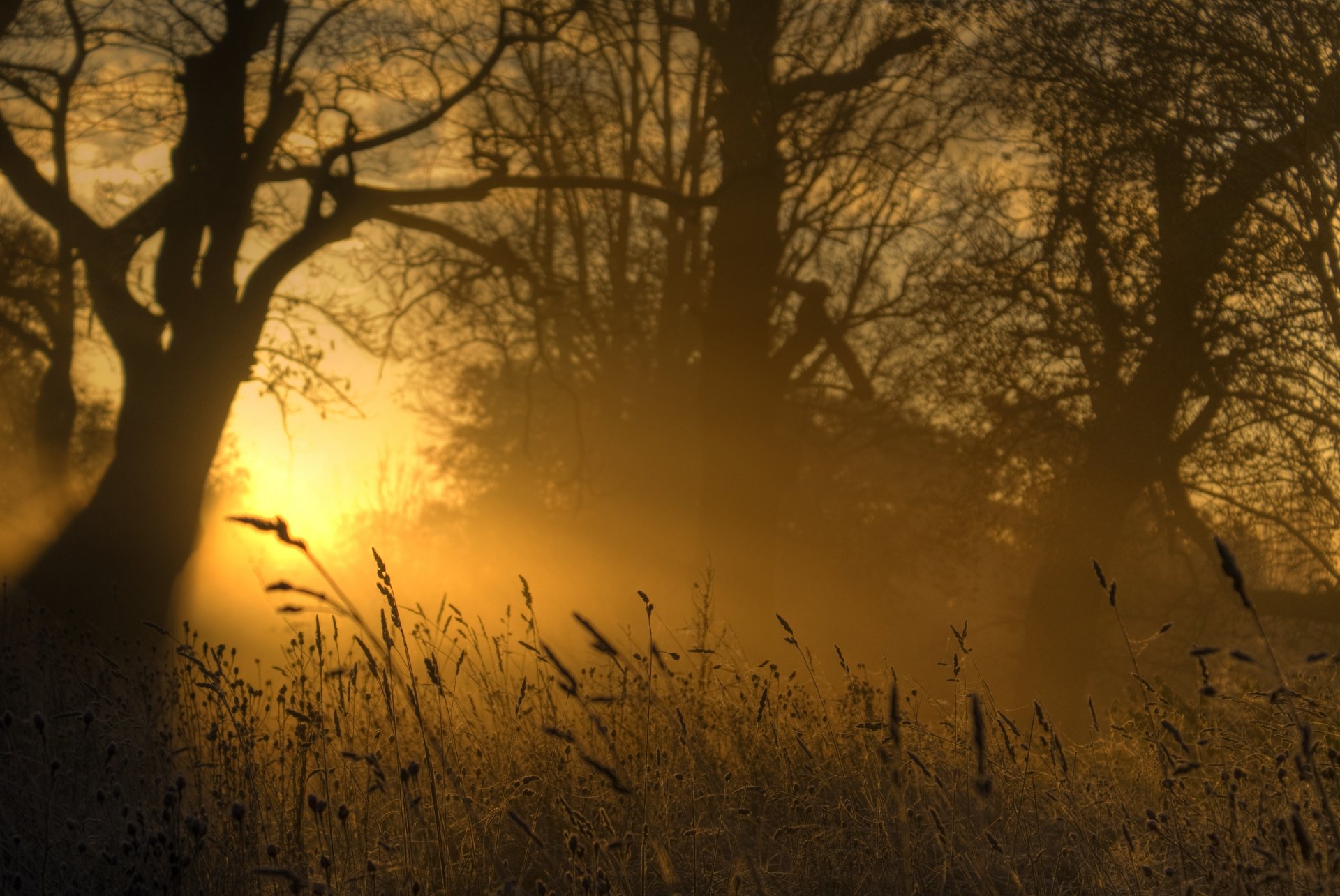 natura luce oro erba sera