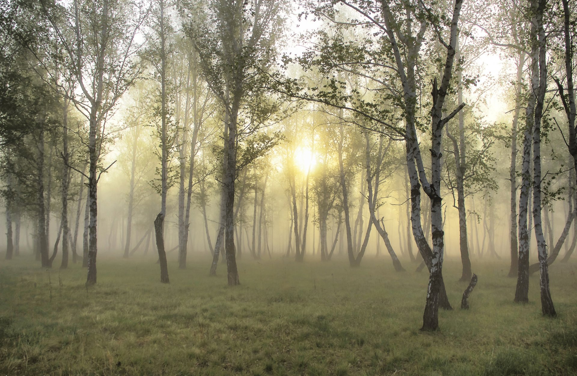 forêt brouillard soleil herbe papier peint