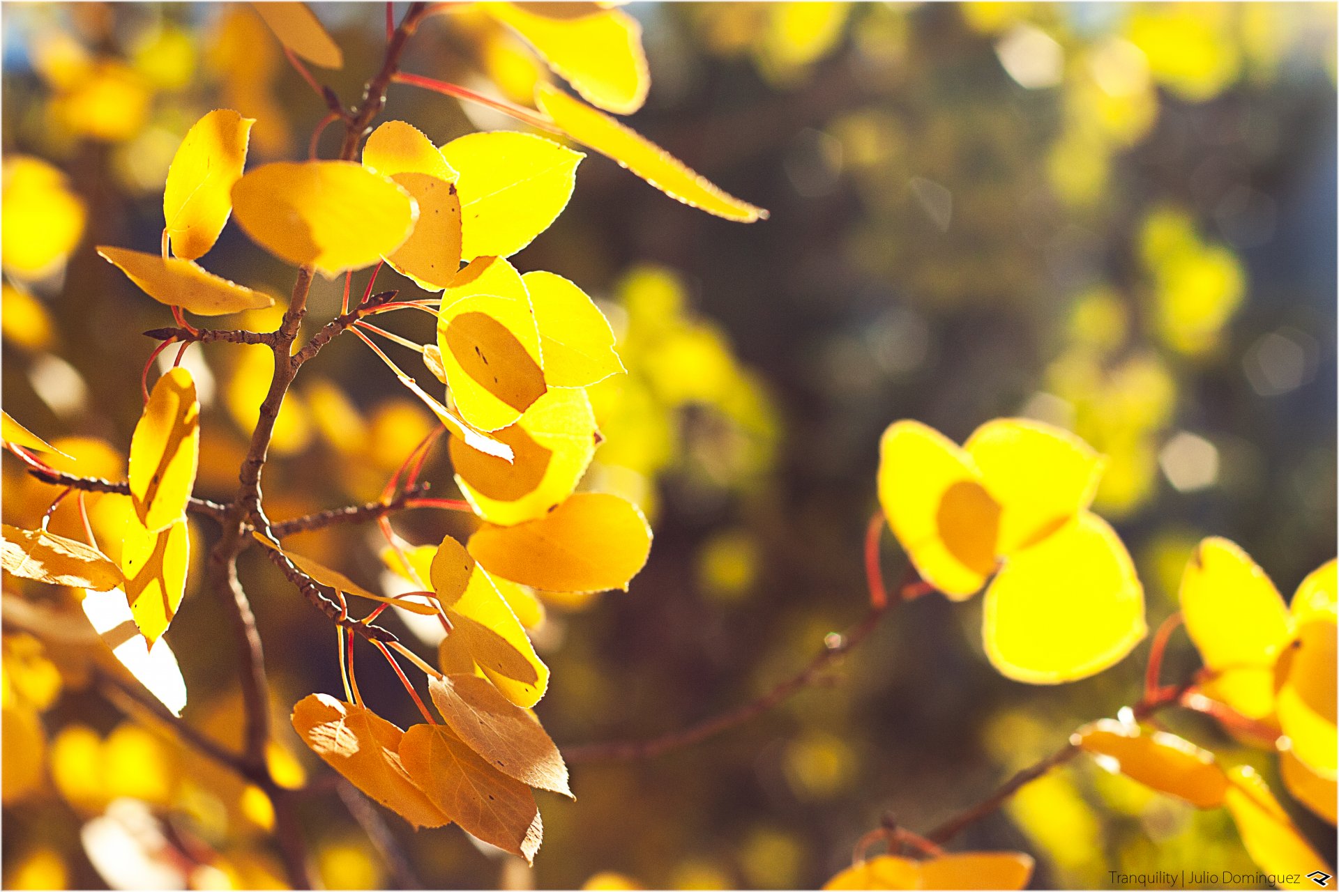 nature automne feuillage jaune branches feuilles bokeh