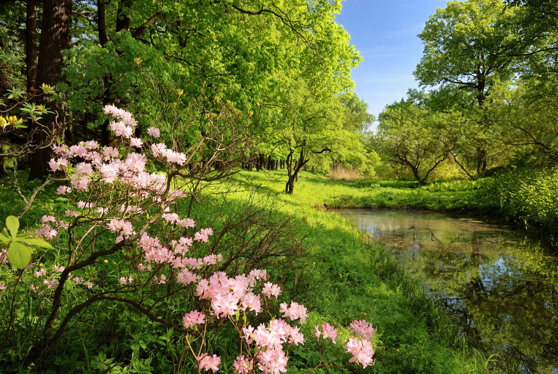 bosque flores árboles