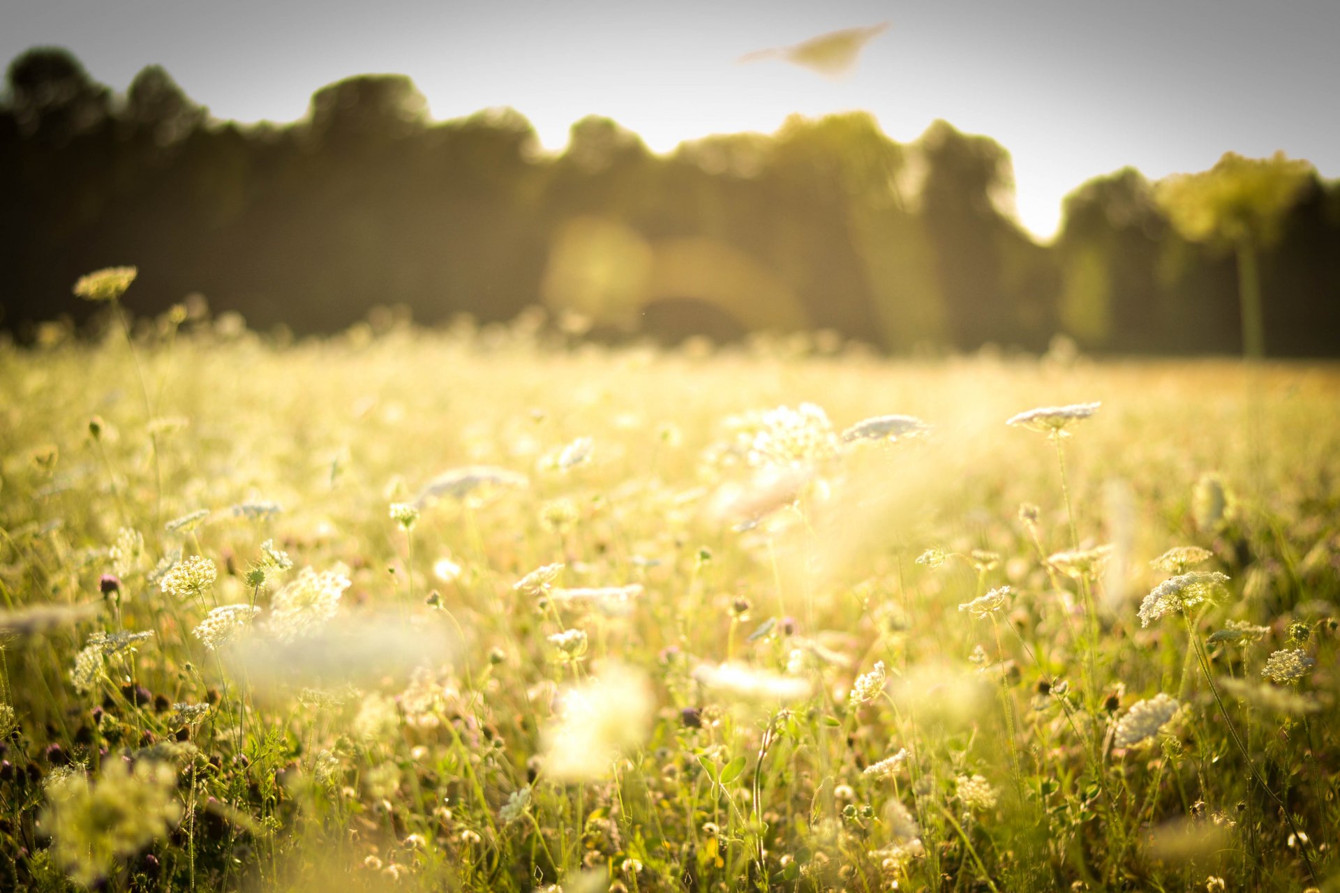 polana pole trawy trawa rośliny kwiaty białe polne las lato słońce światło ciepło natura