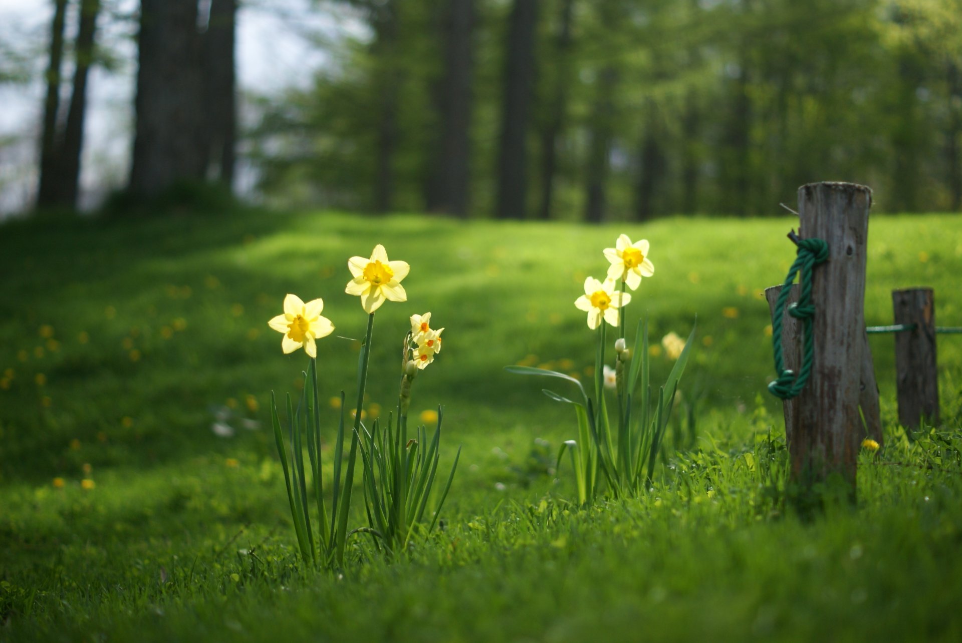 jonquilles clairière herbe forêt été