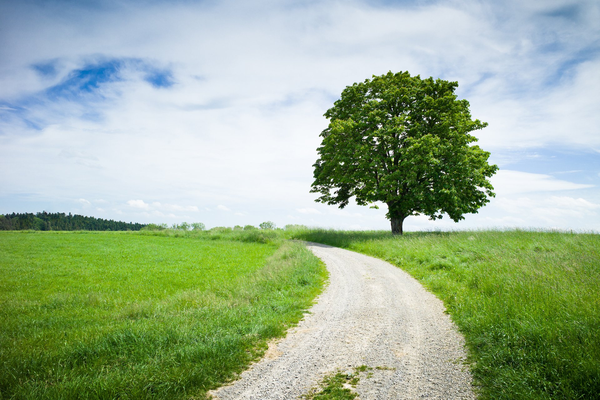 naturaleza árbol castaño carretera prados verano