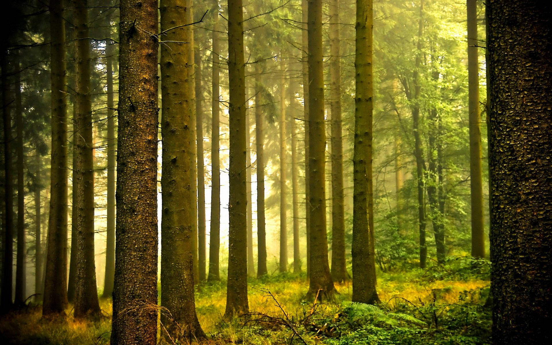 wald licht natur