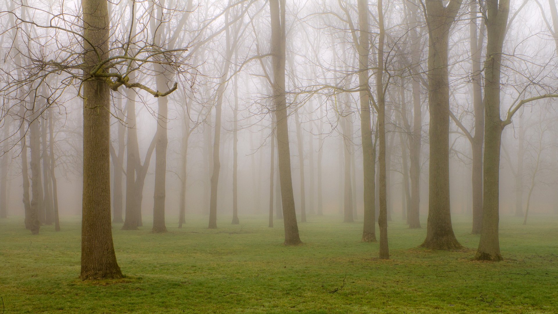 park drzewa mgła natura