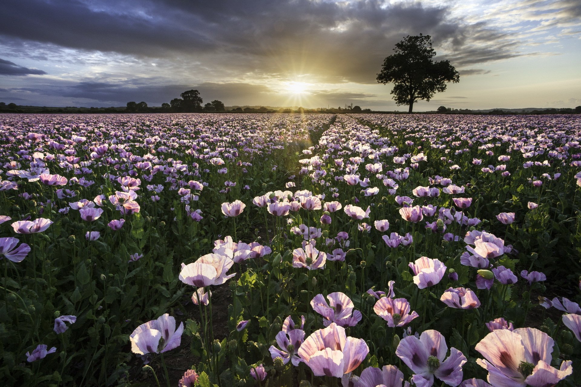 puesta de sol campo amapolas naturaleza