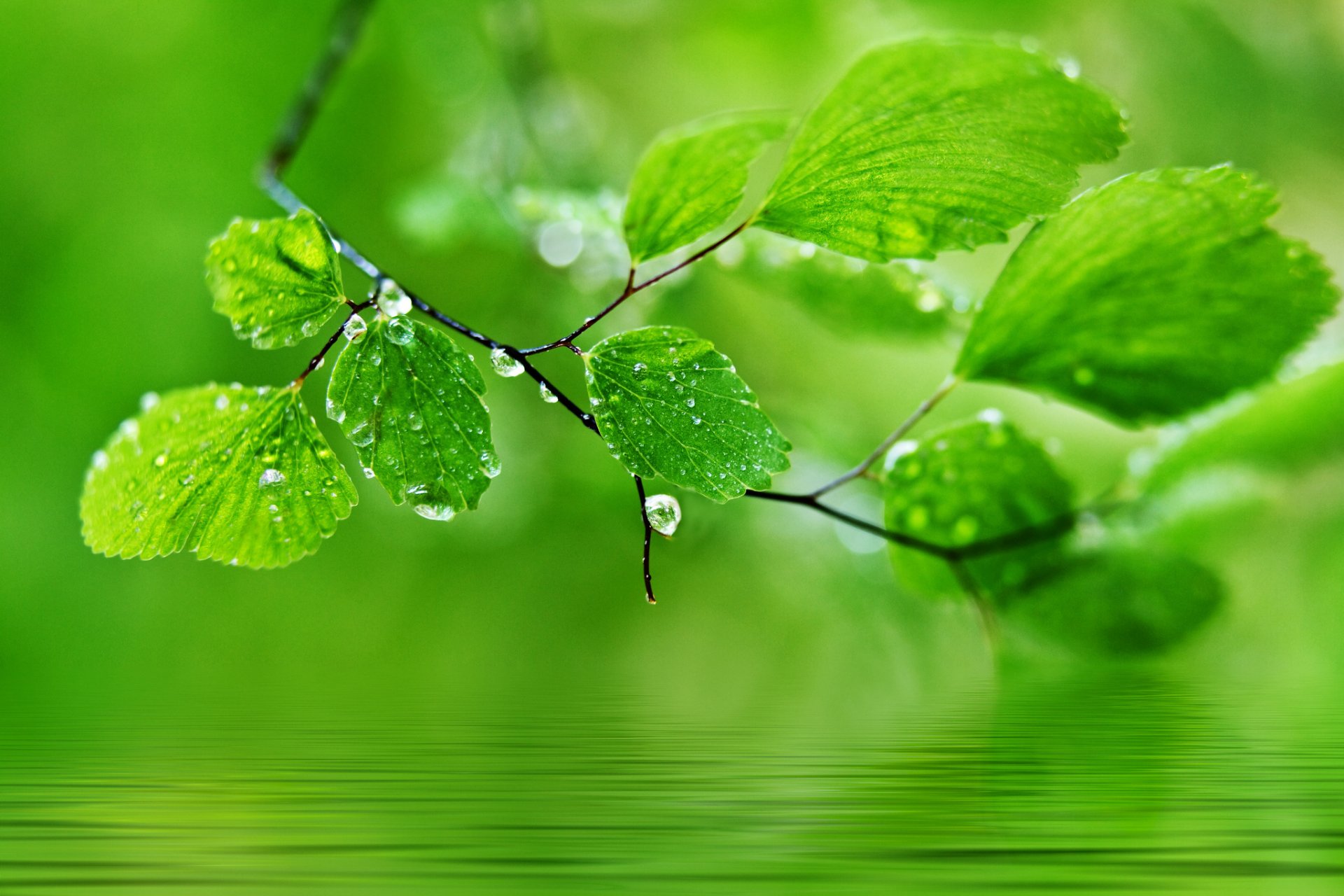 leaves drops nature close up