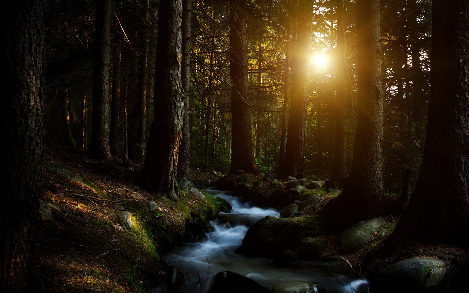 foresta alberi sole ruscello