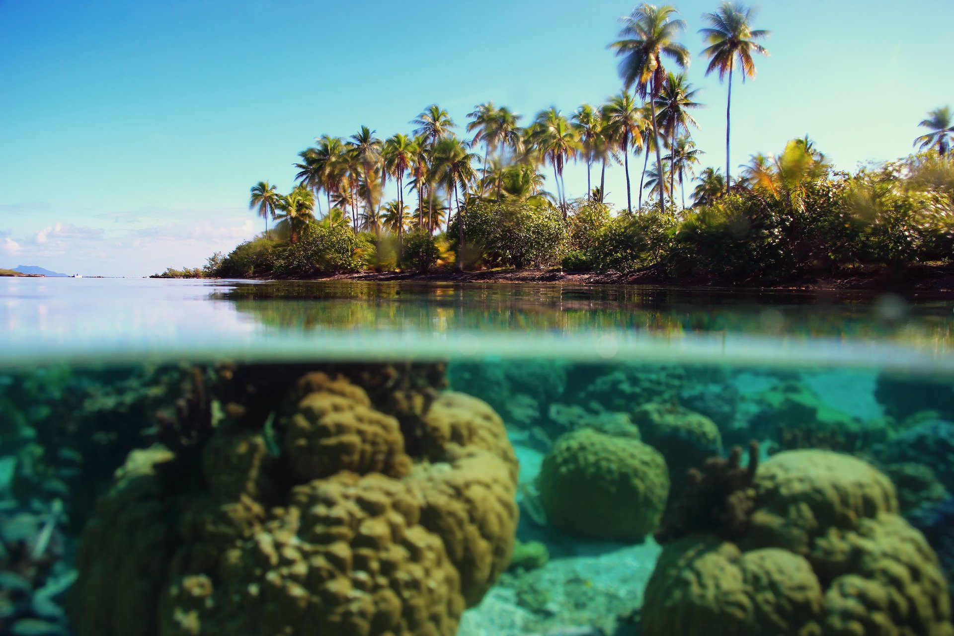 nature sea ocean above the water under water palm sky