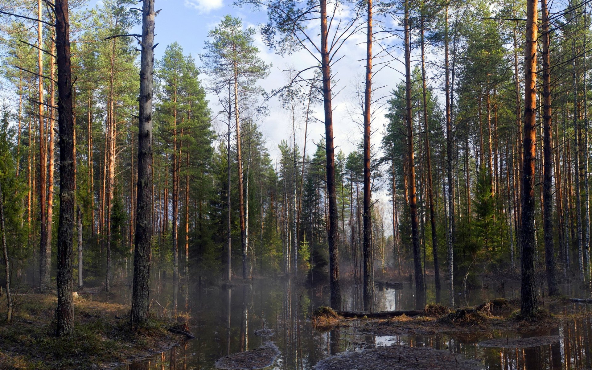 лес весна деревья природа