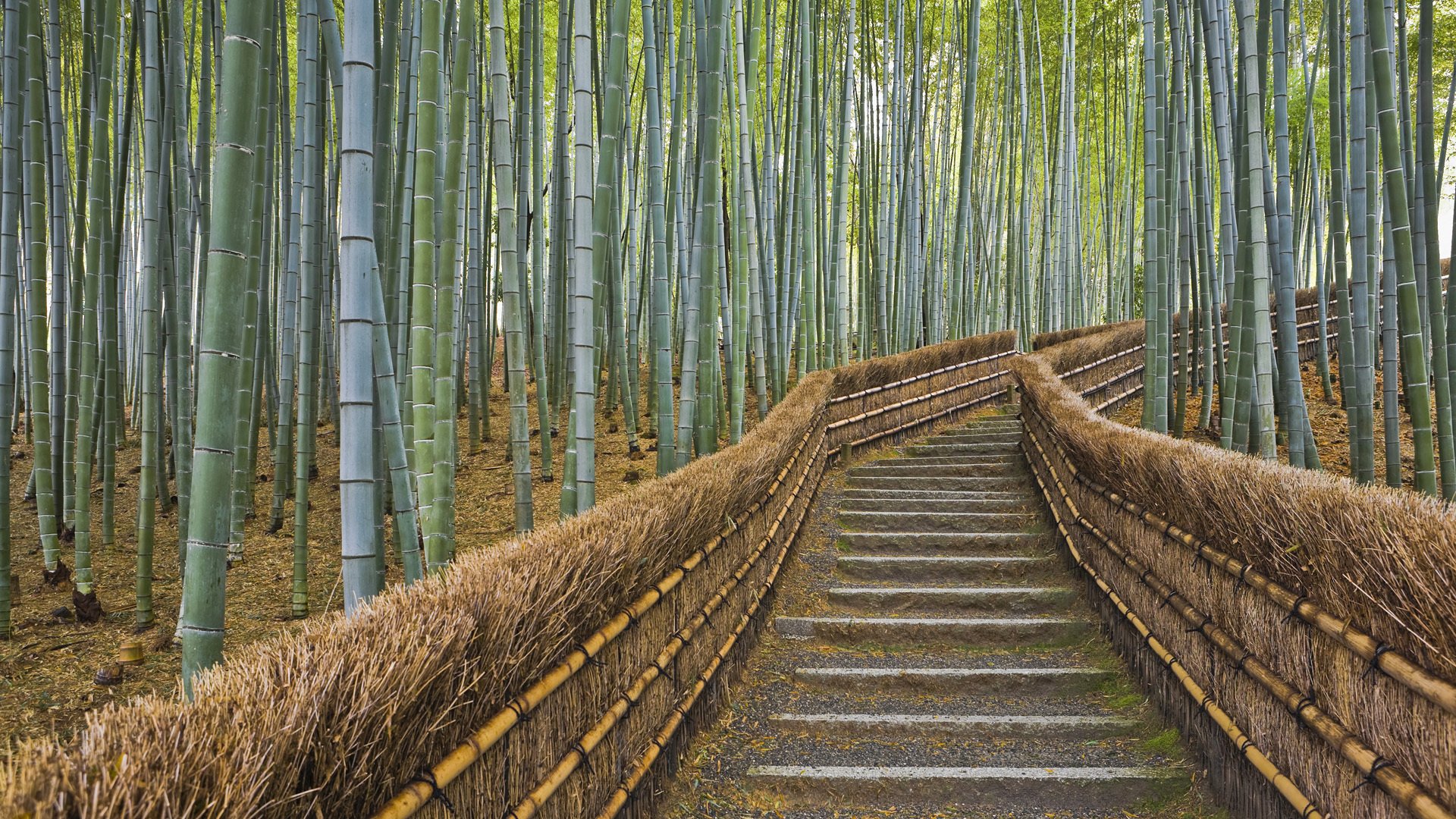 bambus weg kyoto japan zaun