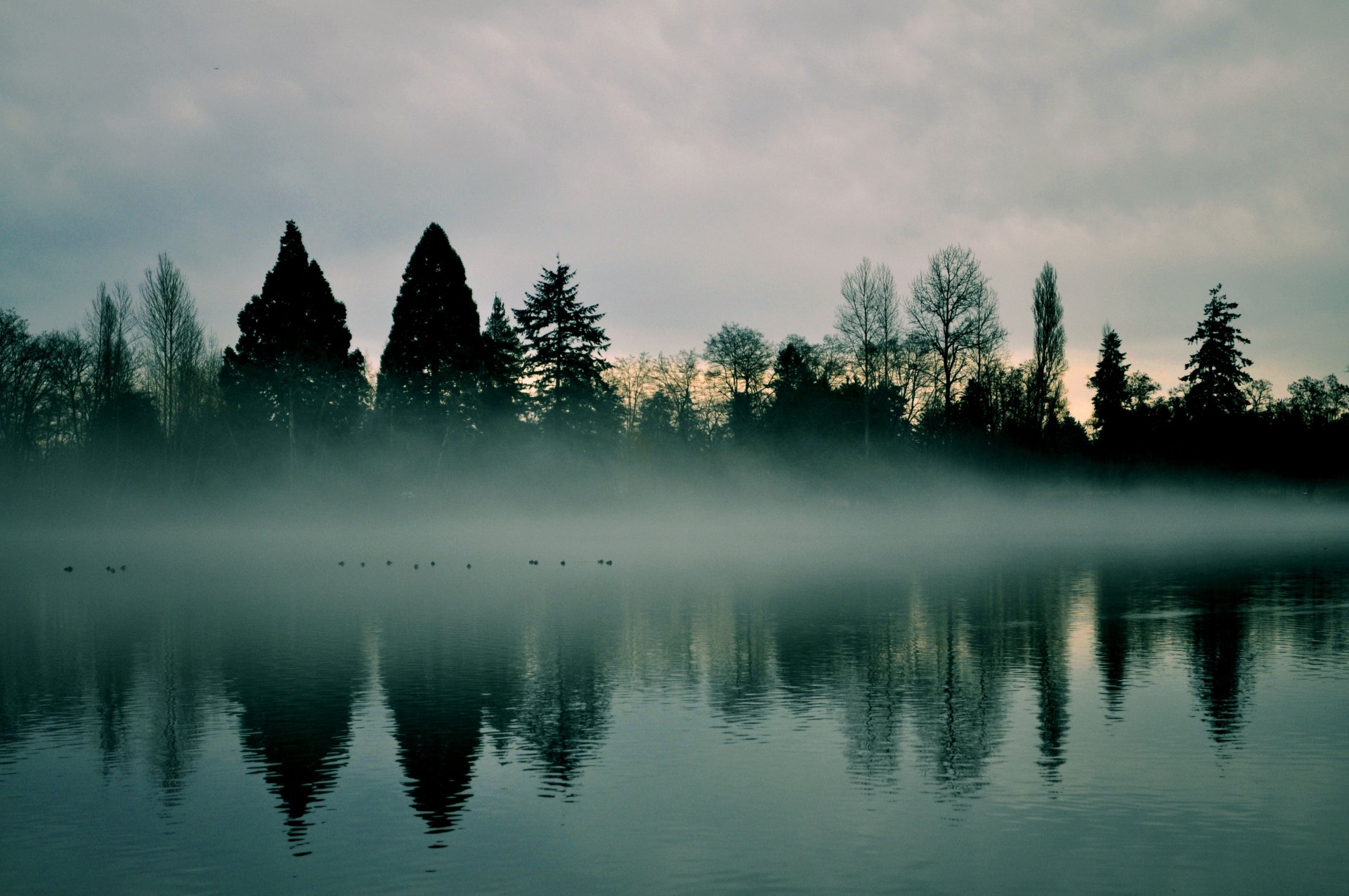 tôt le matin aube rivière brume arbres brouillard ciel nature