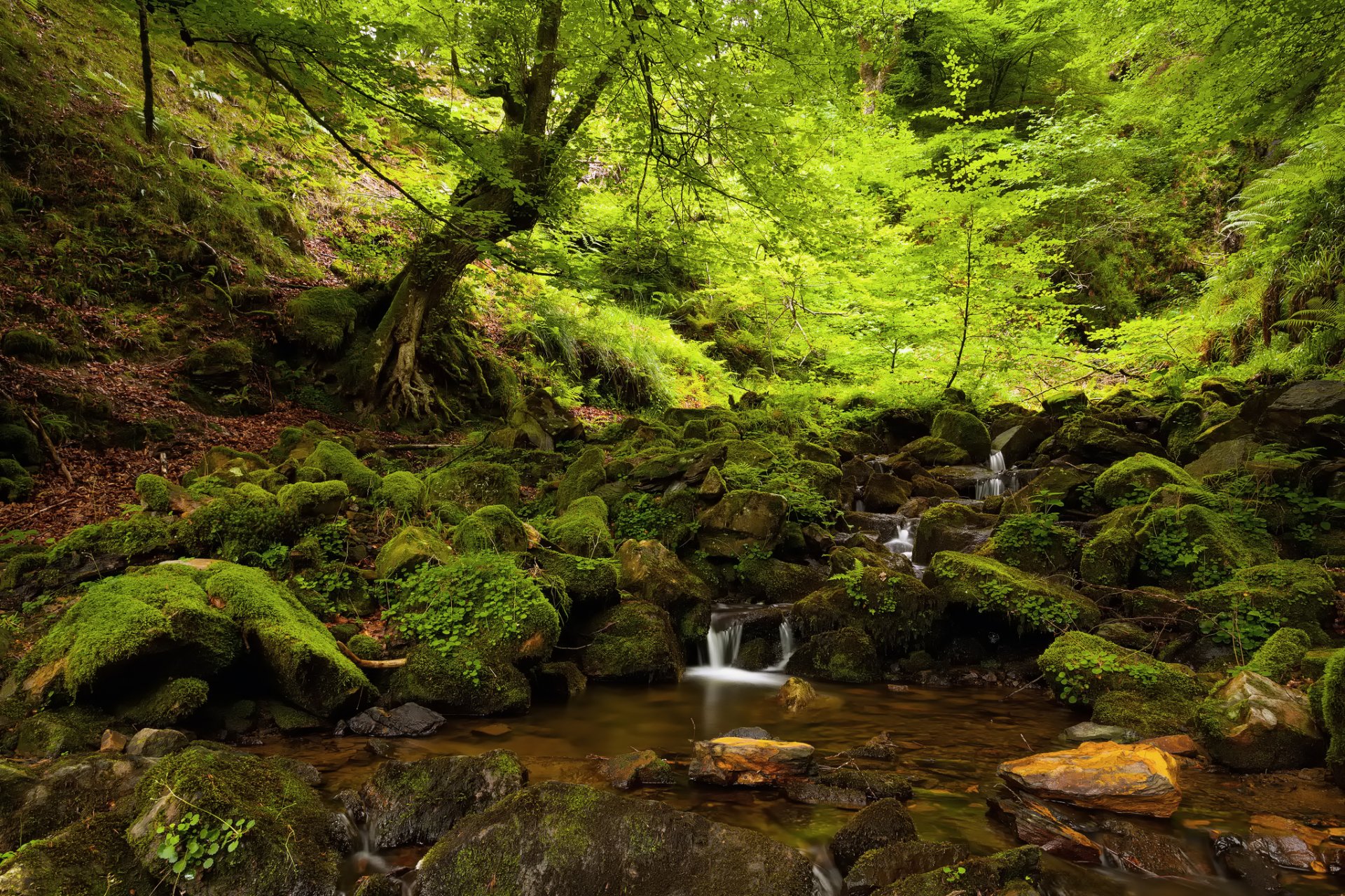 natura estate foresta rocce muschio ruscello alberi ombra