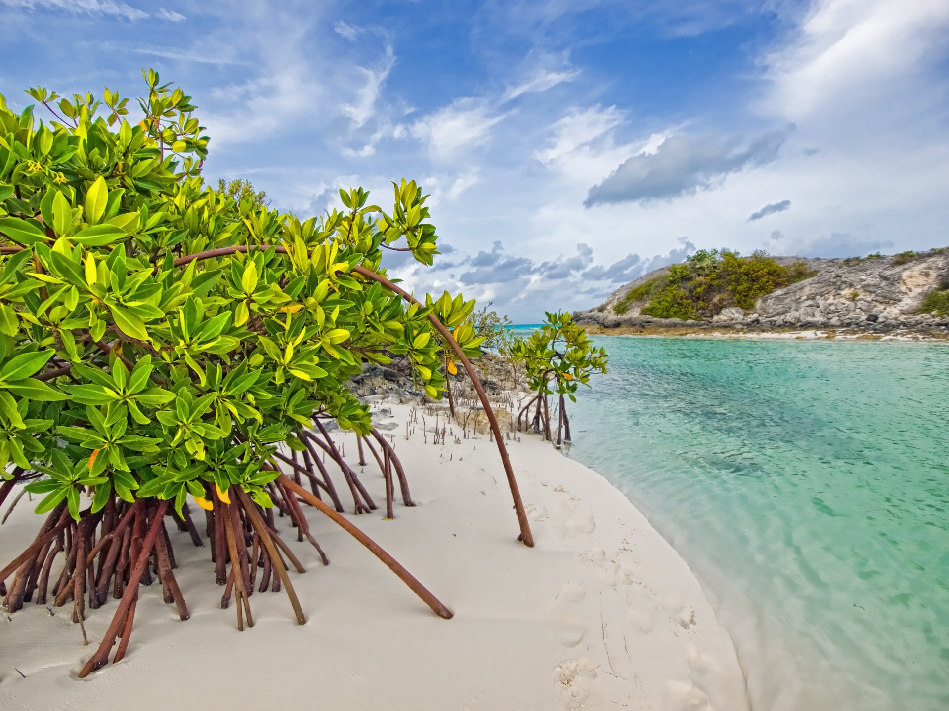 klein long island bahamas mangroven strand mangroven bäume sand meer wasser dickicht