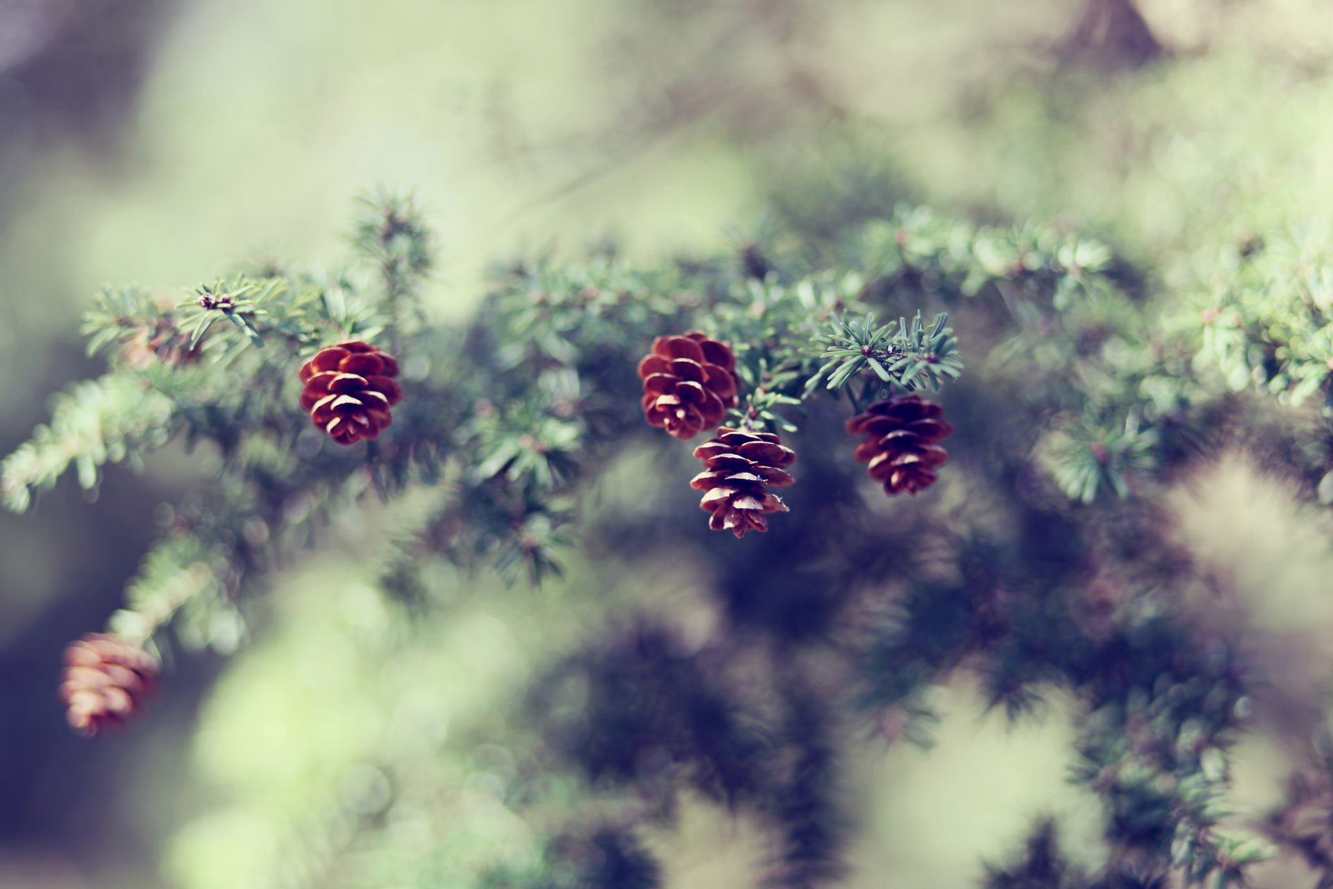 szyszki gałąź świerk igły natura rozmycie ostrość bokeh