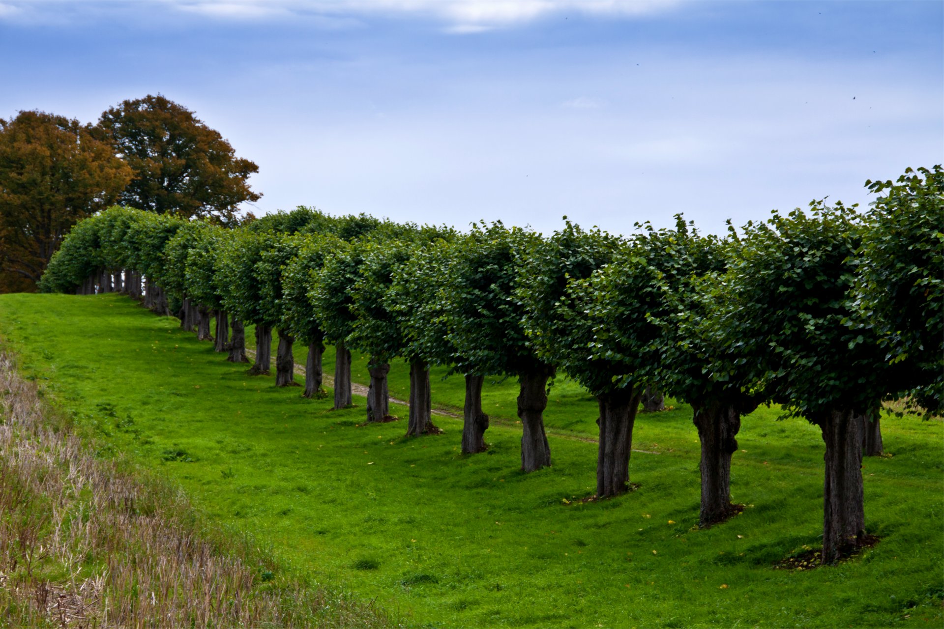 allemagne clairière chemin allée herbe arbres rangée