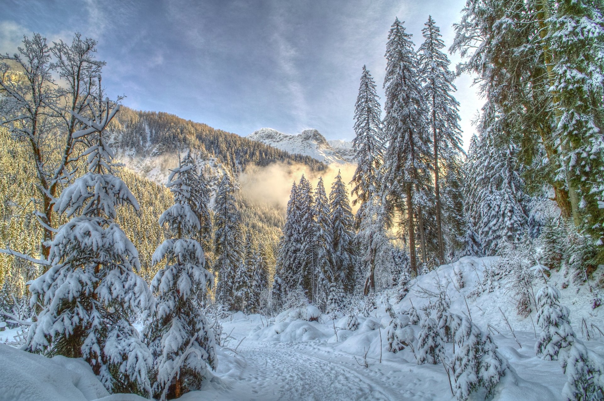 nature winter mountain forest snow