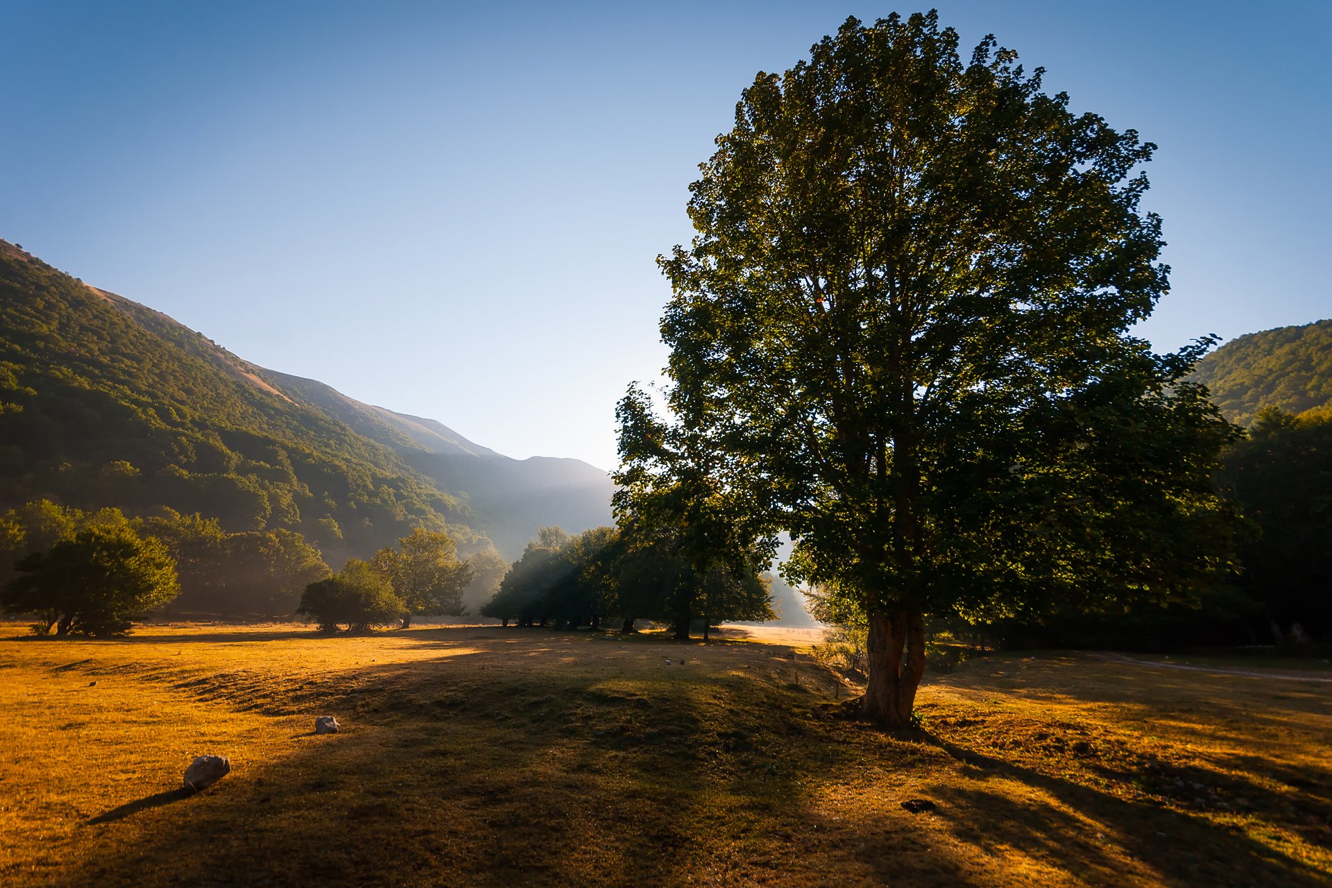 nature été montagnes ciel lumière arbre