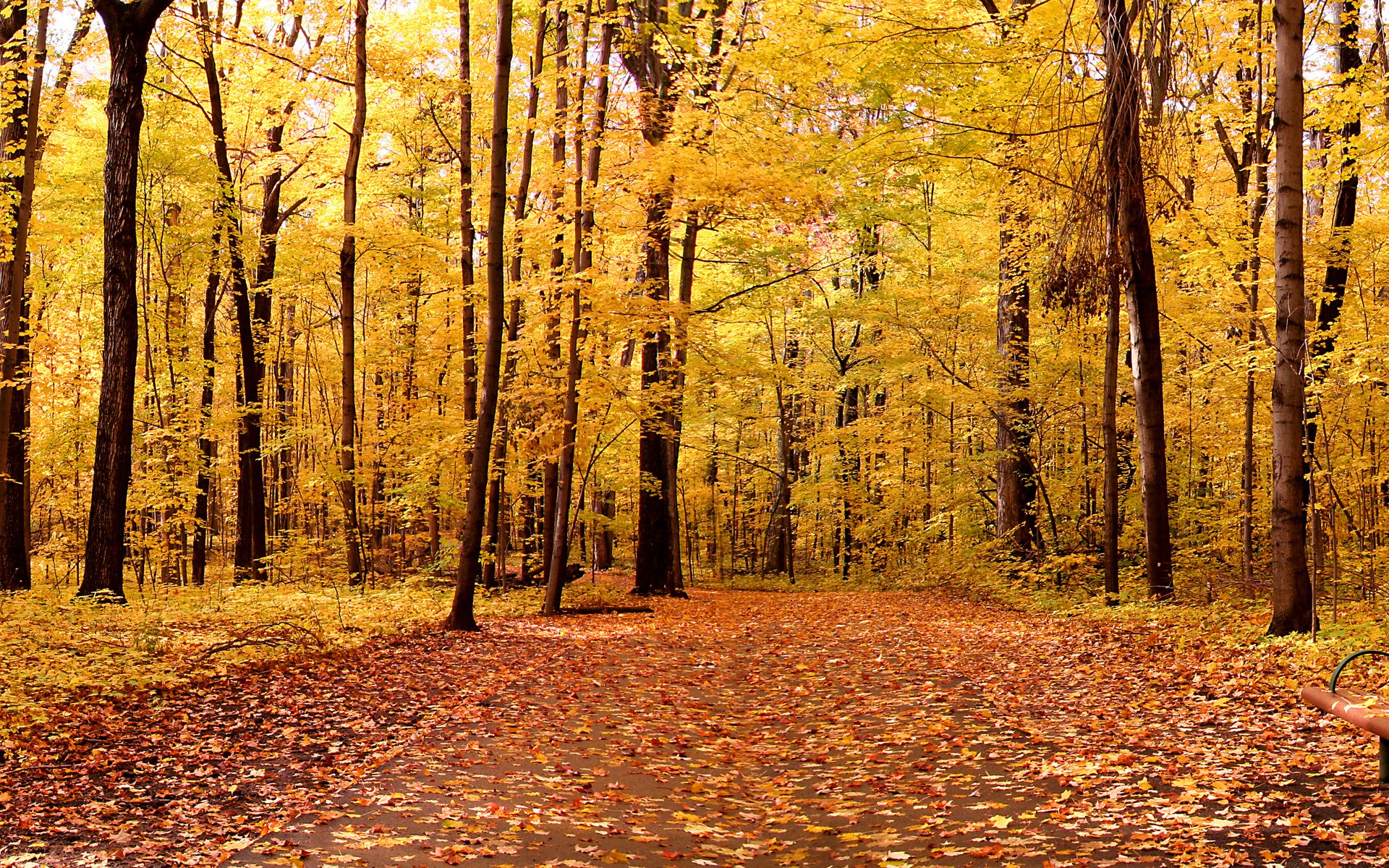 natura paesaggio autunno alberi parco foglie 1920x1200