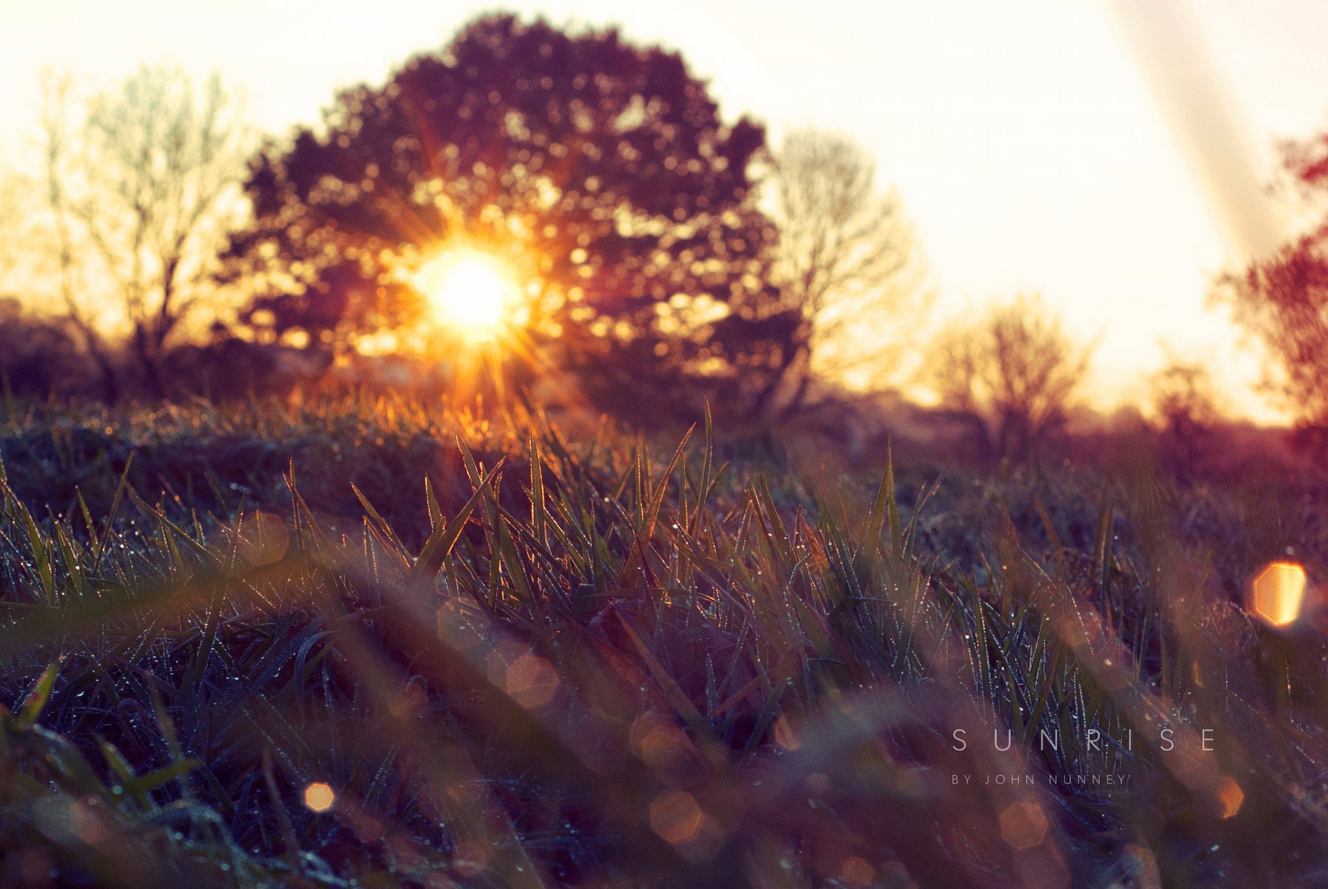 natura primavera mattina erba kapi sole