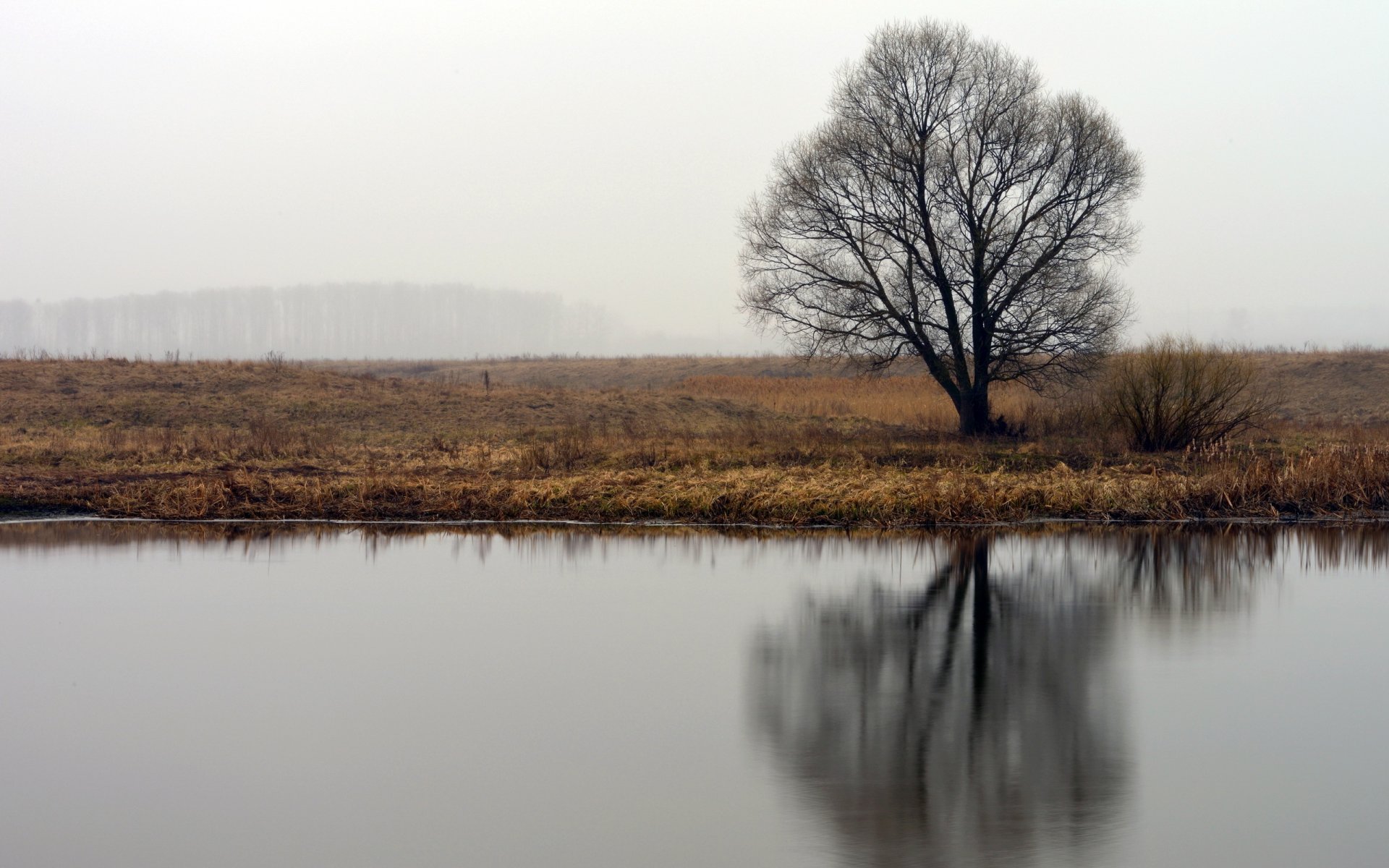 rivière arbre nature