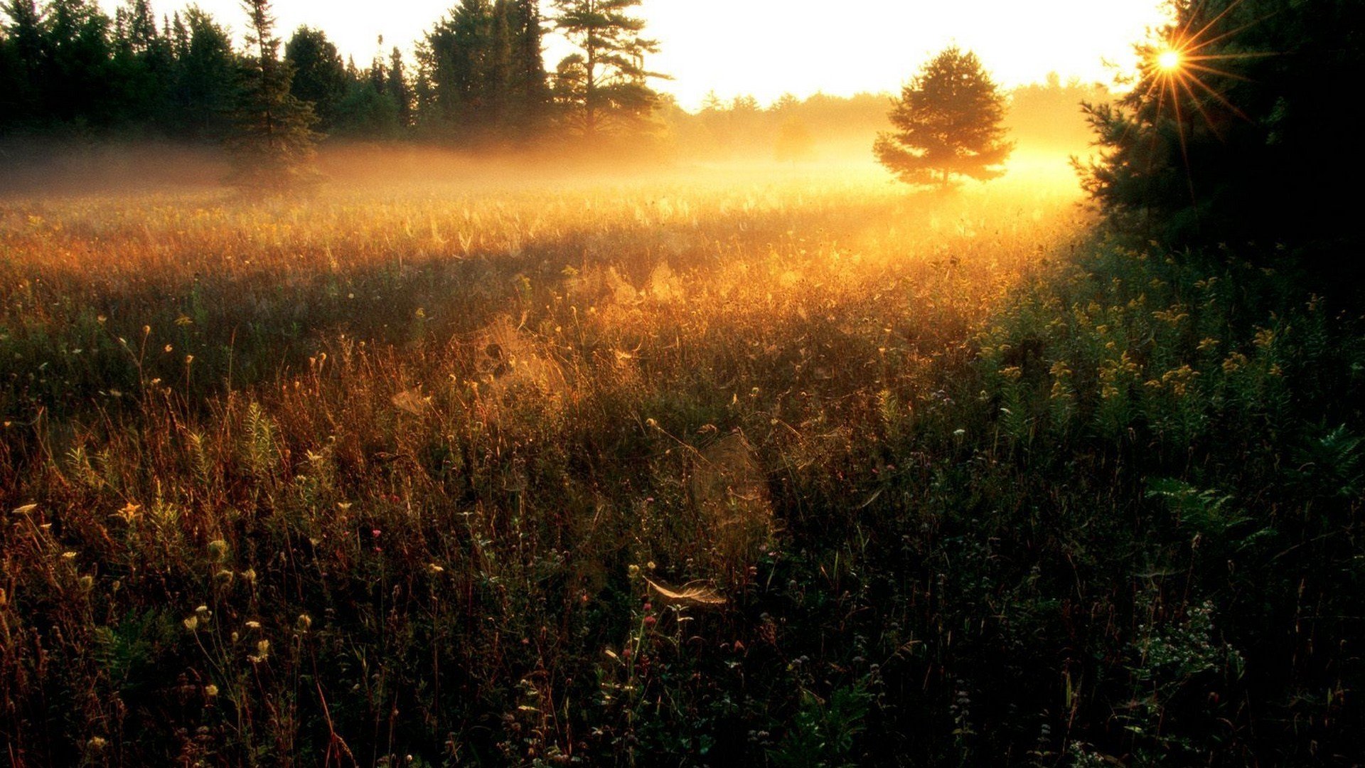 natura krajobraz trawa drzewa słońce