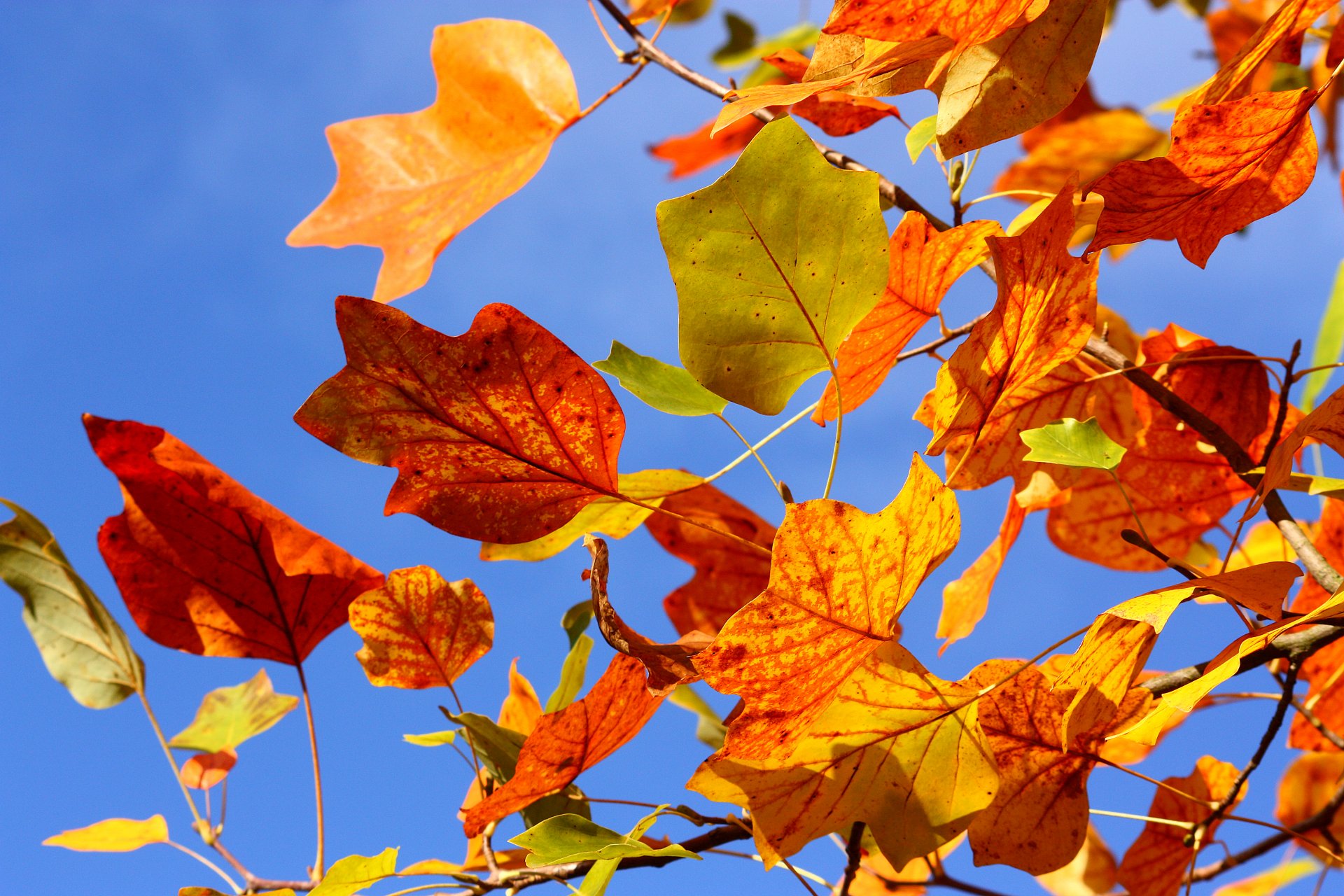 leaves autumn sky tree branches branch yellow red