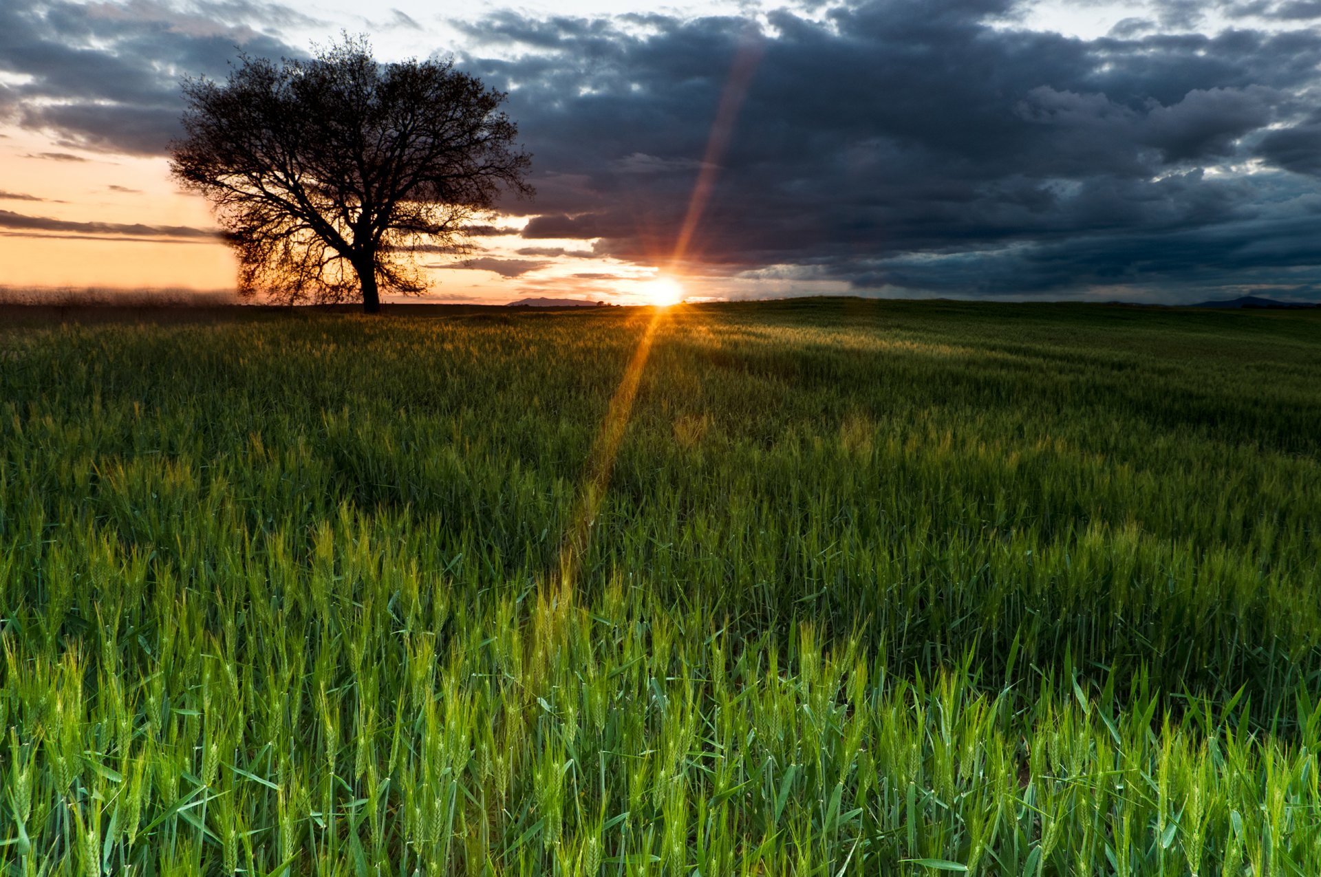 natur himmel sonne strahlen feld baum