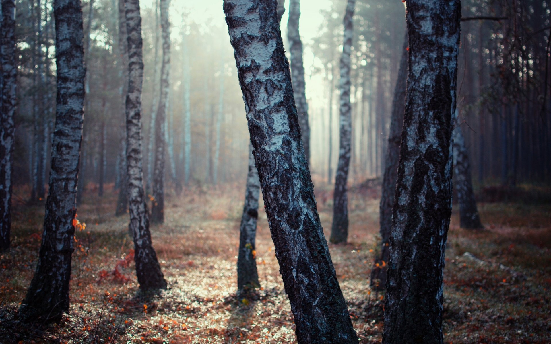 bosque abedules luz