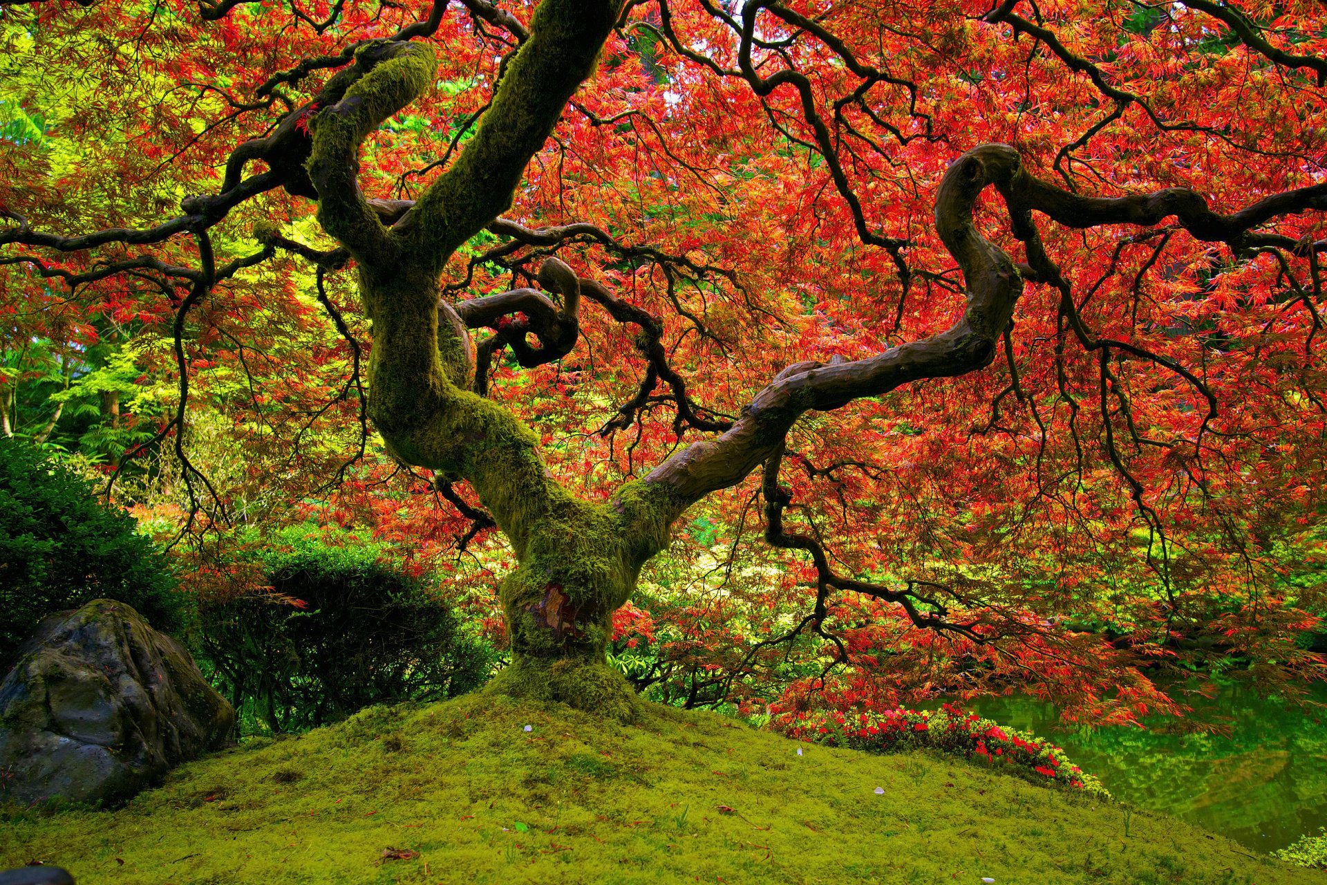 nature jardin japonais rouge