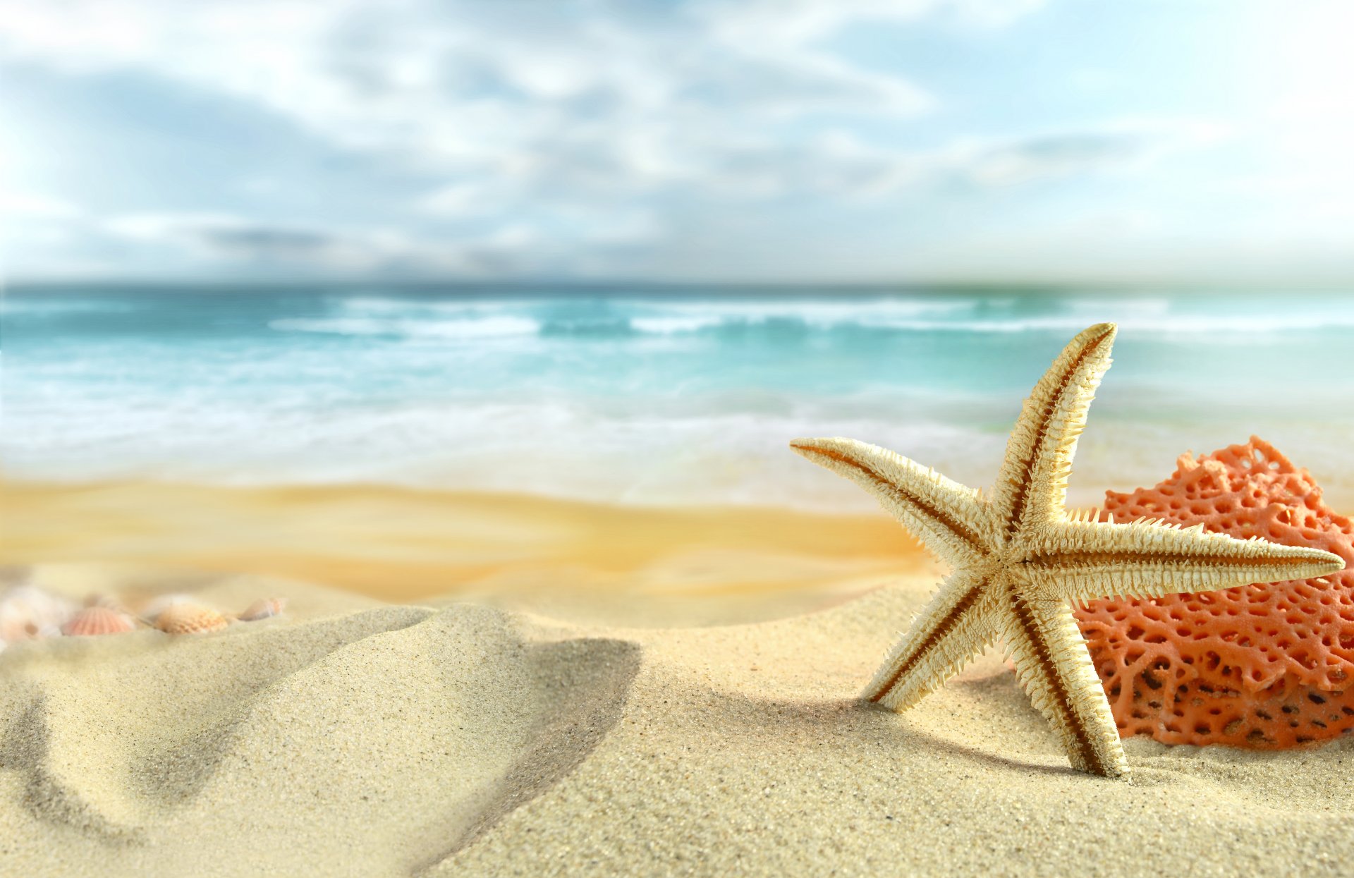 nature sky clouds sea beach sand starfish shells summer