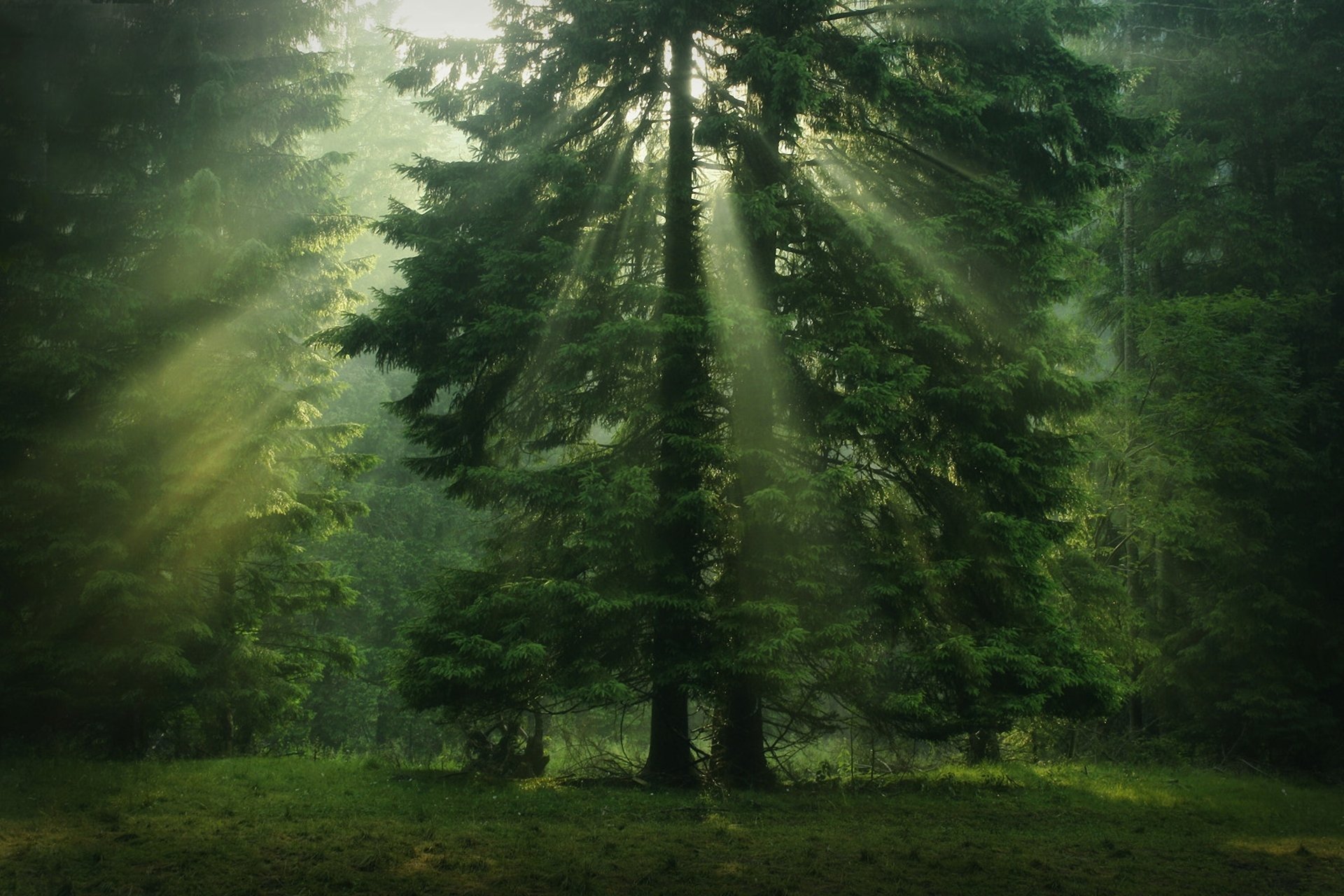 forêt rayons du soleil arbre couronne verdure conifères